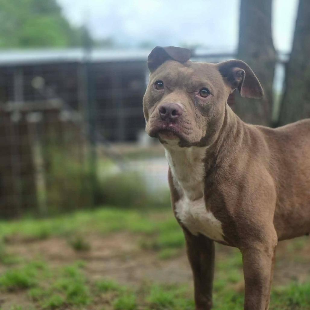 Enlarge Arabella, a Adoptable Pit Bull Terrier in Dover, AR image 2/3
