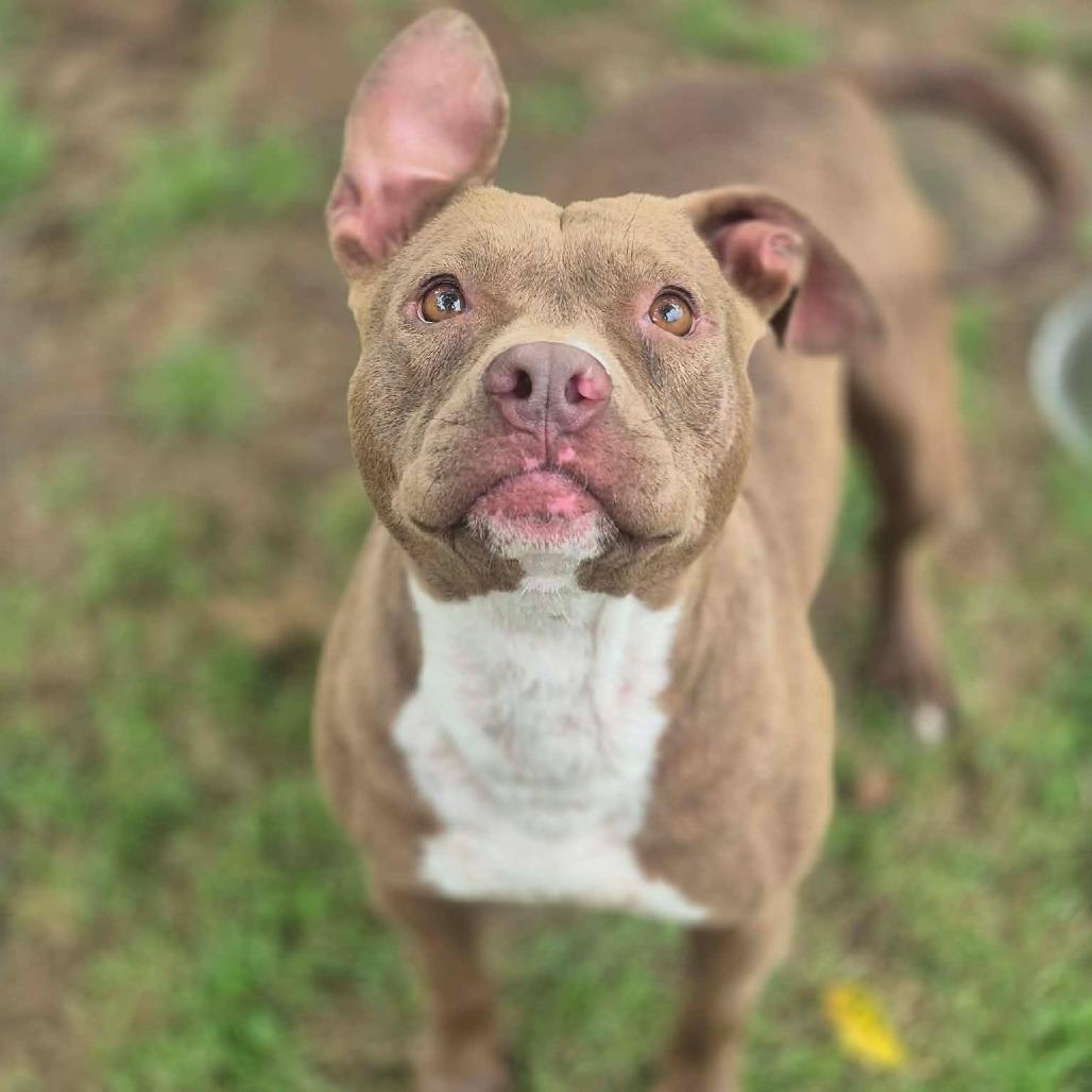 Enlarge Arabella, a Adoptable Pit Bull Terrier in Dover, AR image 3/3