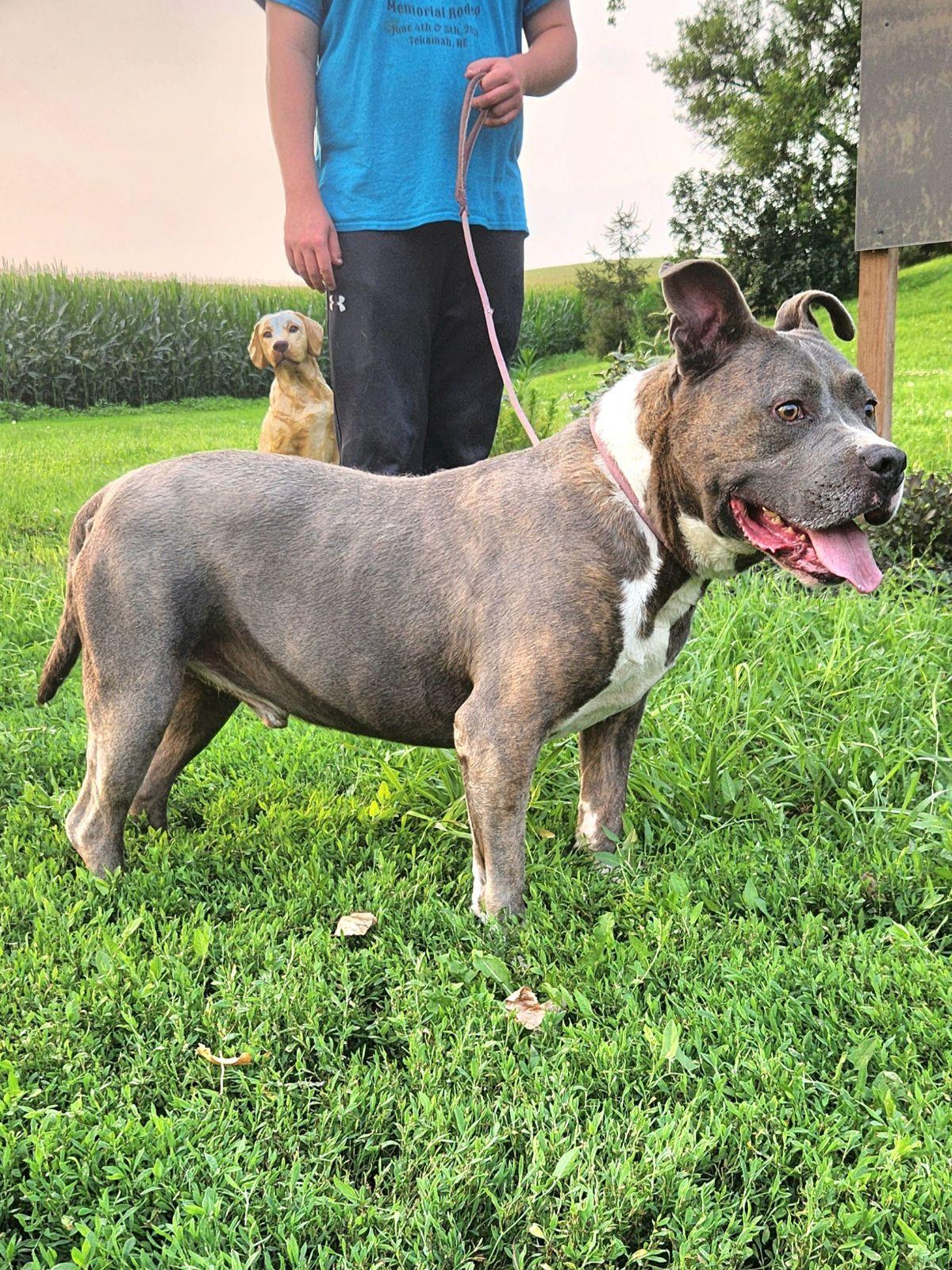 Enlarge Diesel, a Adoptable American Bully in Walthill, NE image 6/6