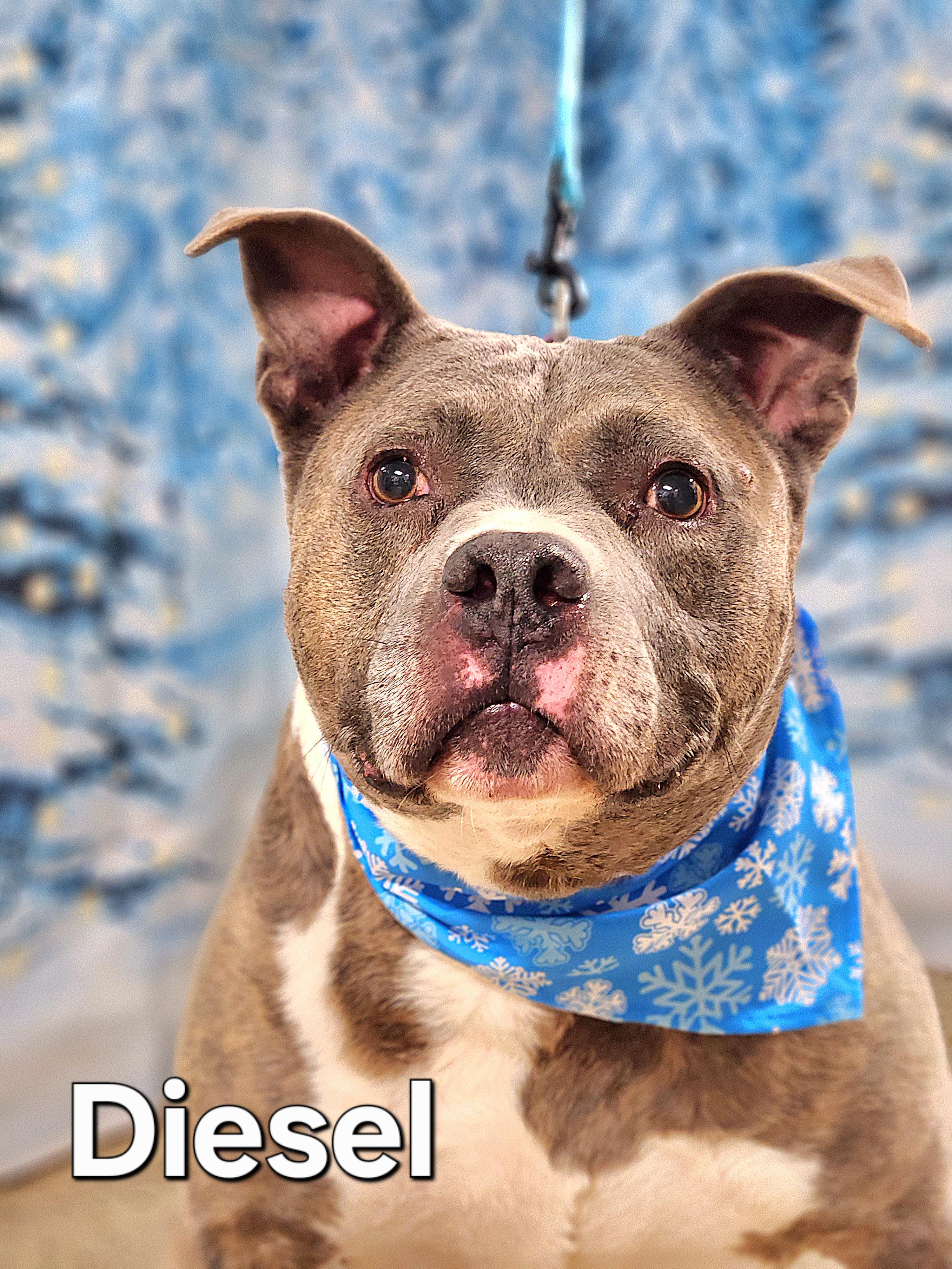 Enlarge Diesel, a Adoptable American Bully in Walthill, NE image 2/6