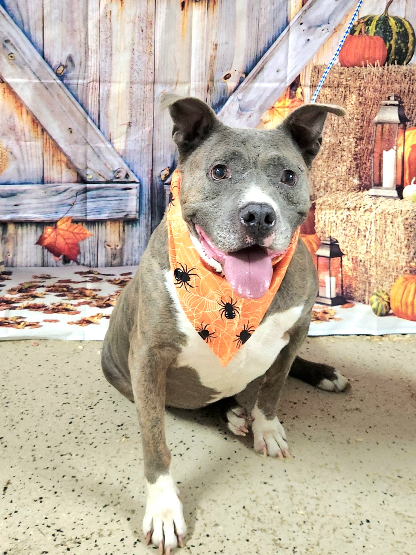 Enlarge Diesel, a Adoptable American Bully in Walthill, NE image 4/6