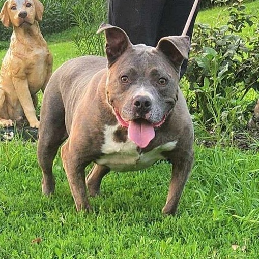 Enlarge Diesel, a Adoptable American Bully in Walthill, NE image 5/6