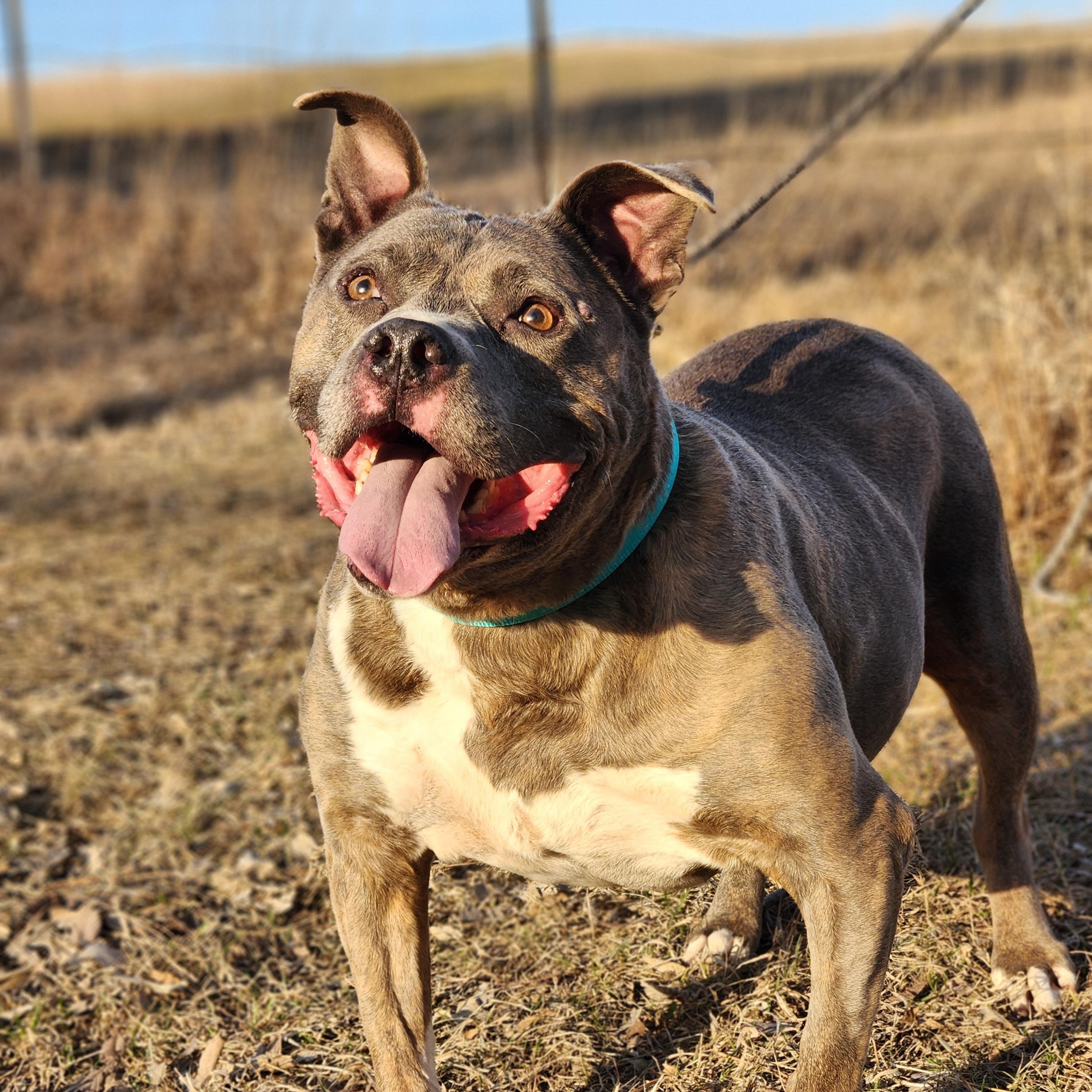 Enlarge Diesel, a Adoptable American Bully in Walthill, NE image 1/6