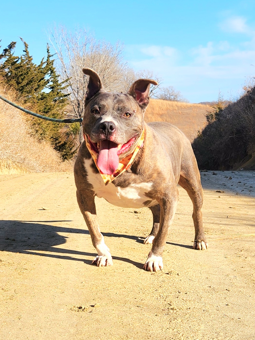 Enlarge Diesel, a Adoptable American Bully in Walthill, NE image 3/6
