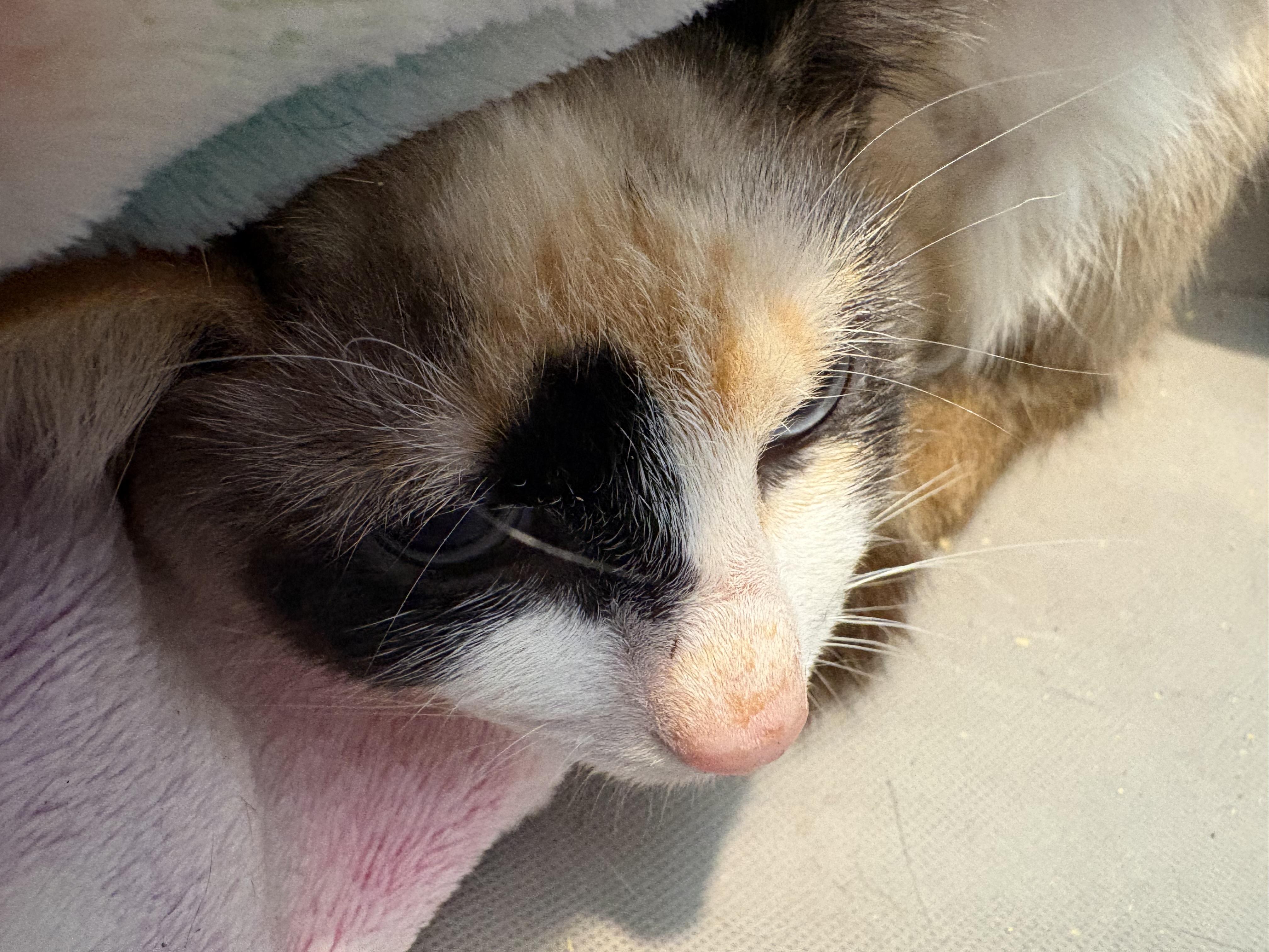 Darwin, Adoptable, Young Female Snowshoe & Siamese.