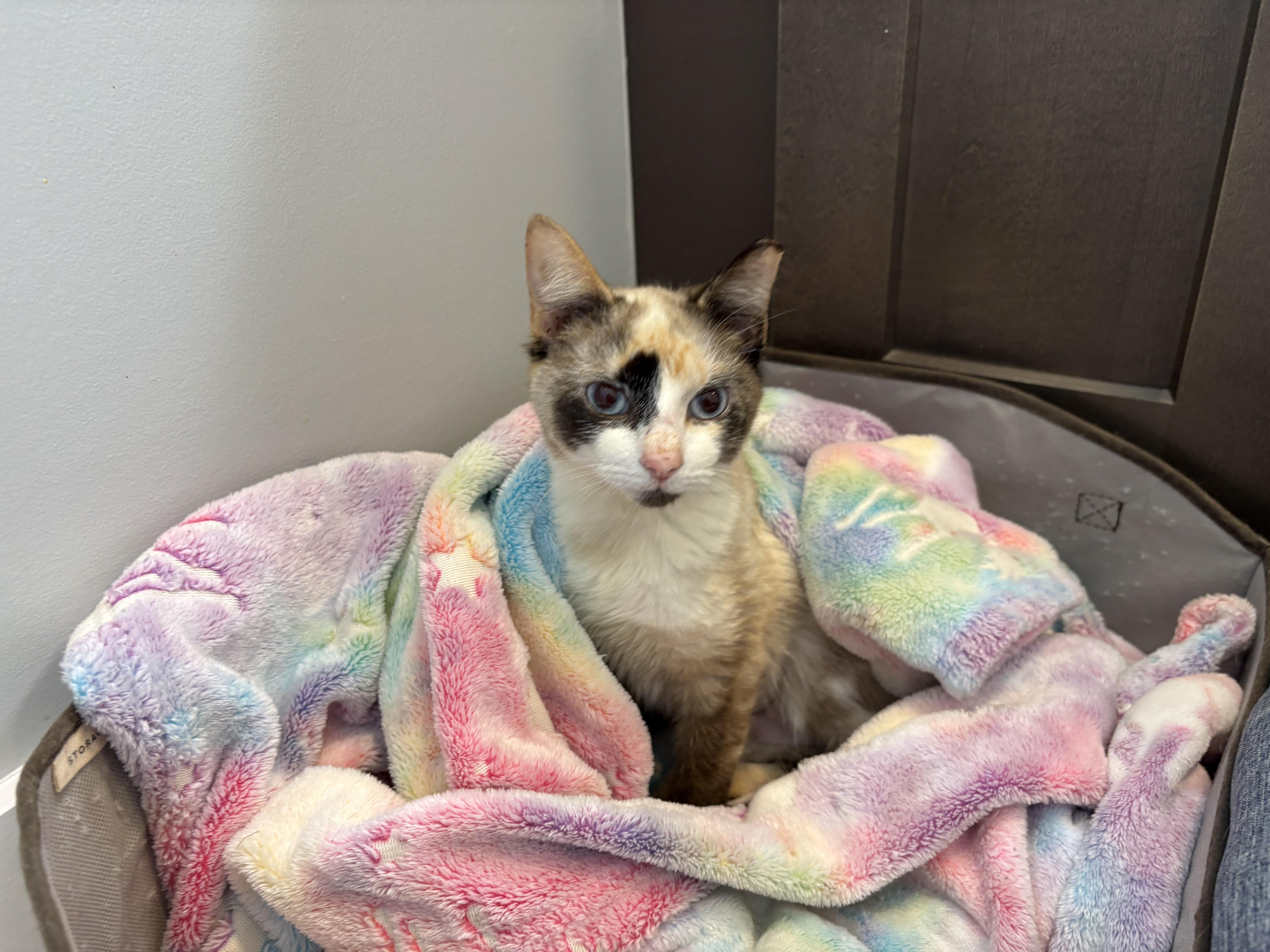 Darwin, Adoptable, Young Female Snowshoe & Siamese.