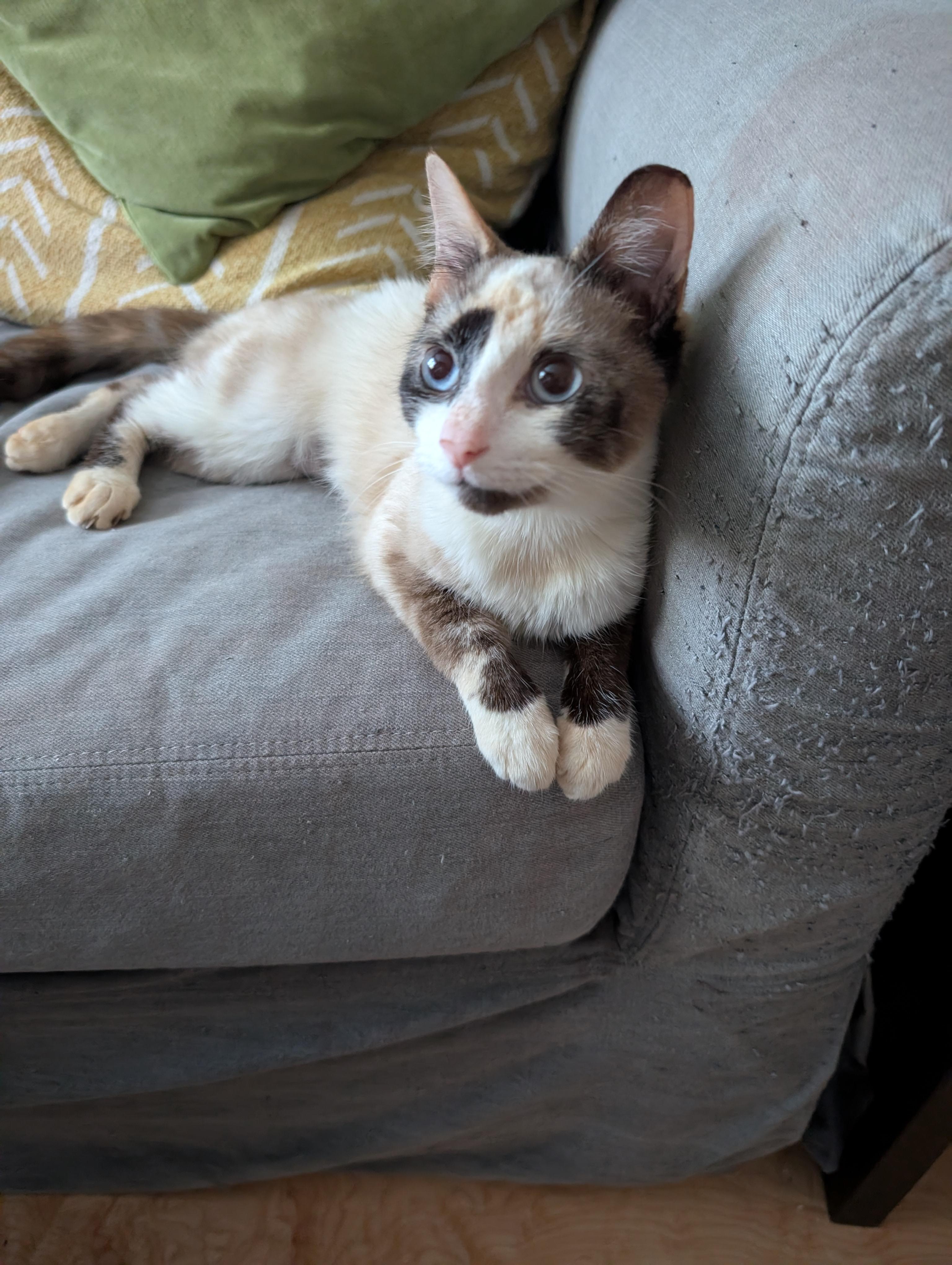 Enlarge Darwin, a Adoptable mixed breed in Davidson, NC image 2/3