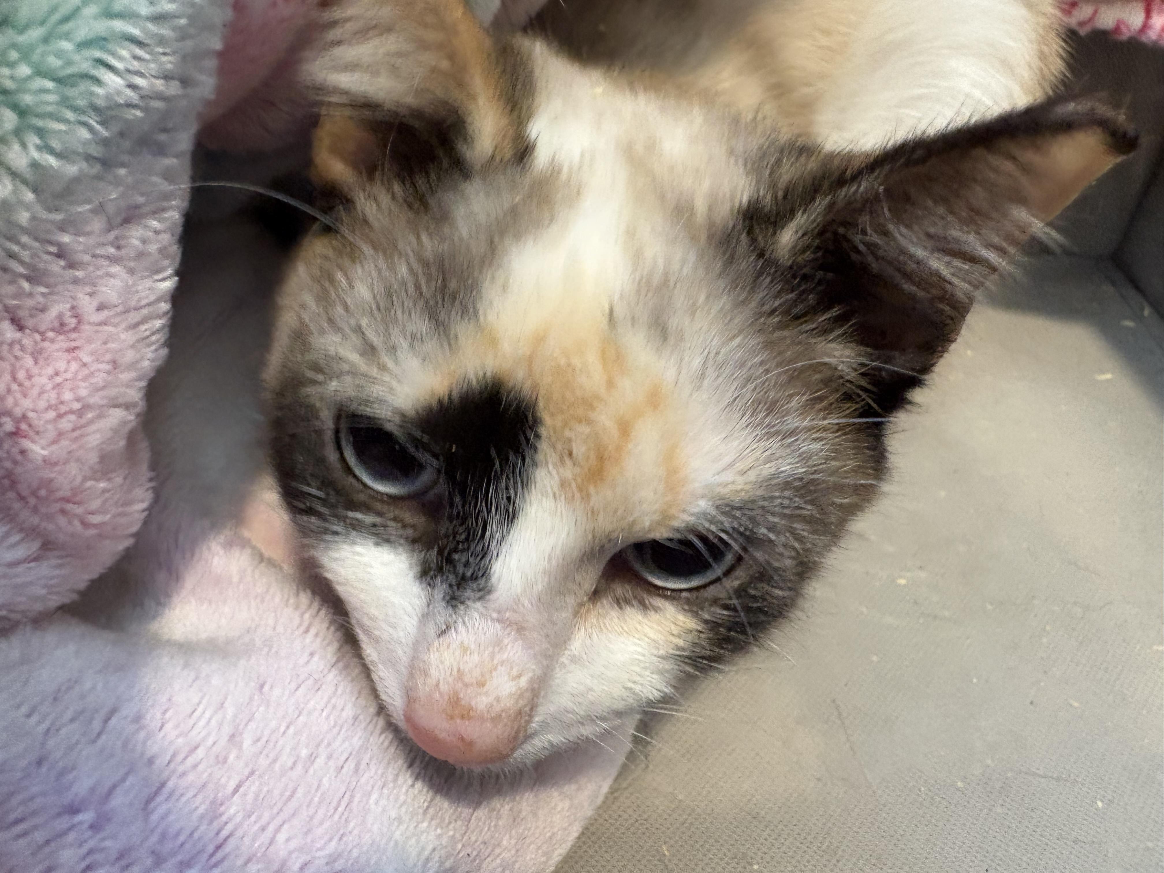 Enlarge Darwin, a Adoptable mixed breed in Davidson, NC image 3/3