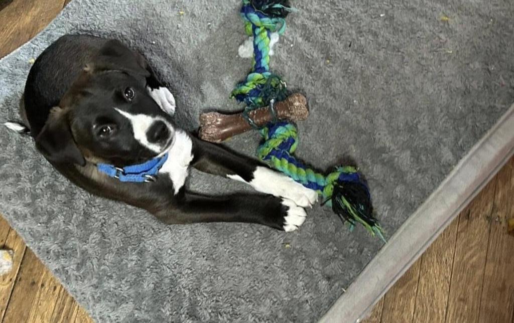 Buzz, Adoptable, Puppy Male Mixed Breed.