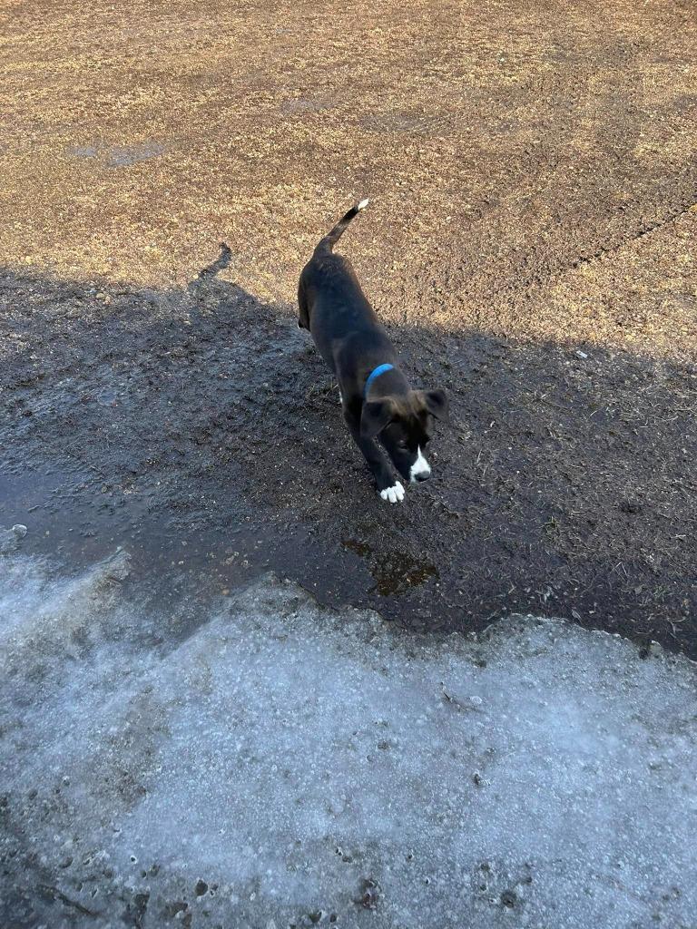 Buzz, a Adoptable mixed breed in Fond Du Lac, WI image 2/6