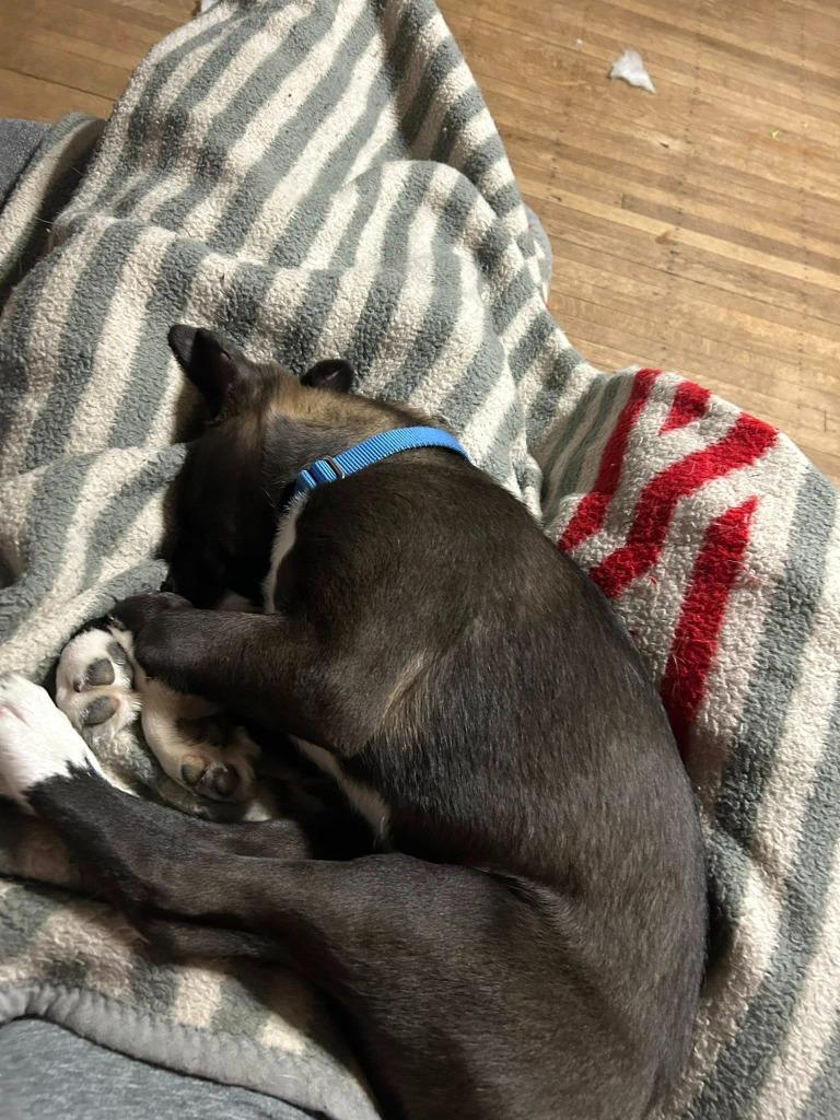 Buzz, a Adoptable mixed breed in Fond Du Lac, WI image 3/6