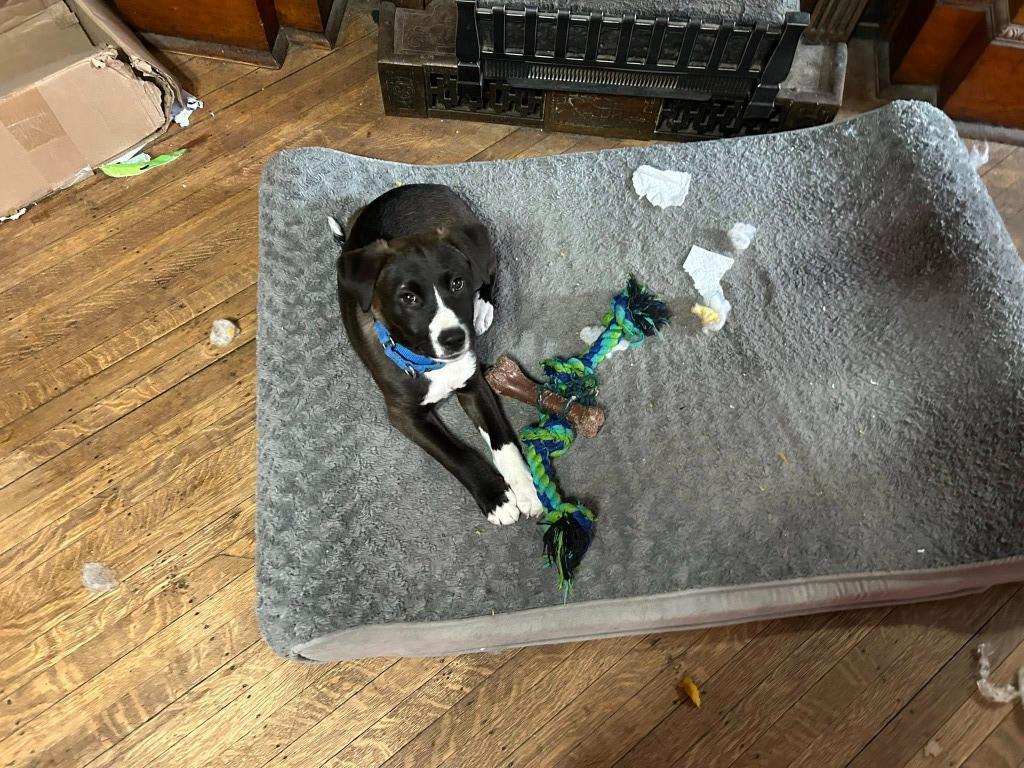 Buzz, a Adoptable mixed breed in Fond Du Lac, WI image 4/6