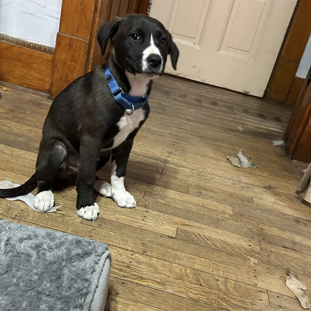 Buzz, a Adoptable mixed breed in Fond Du Lac, WI image 5/6