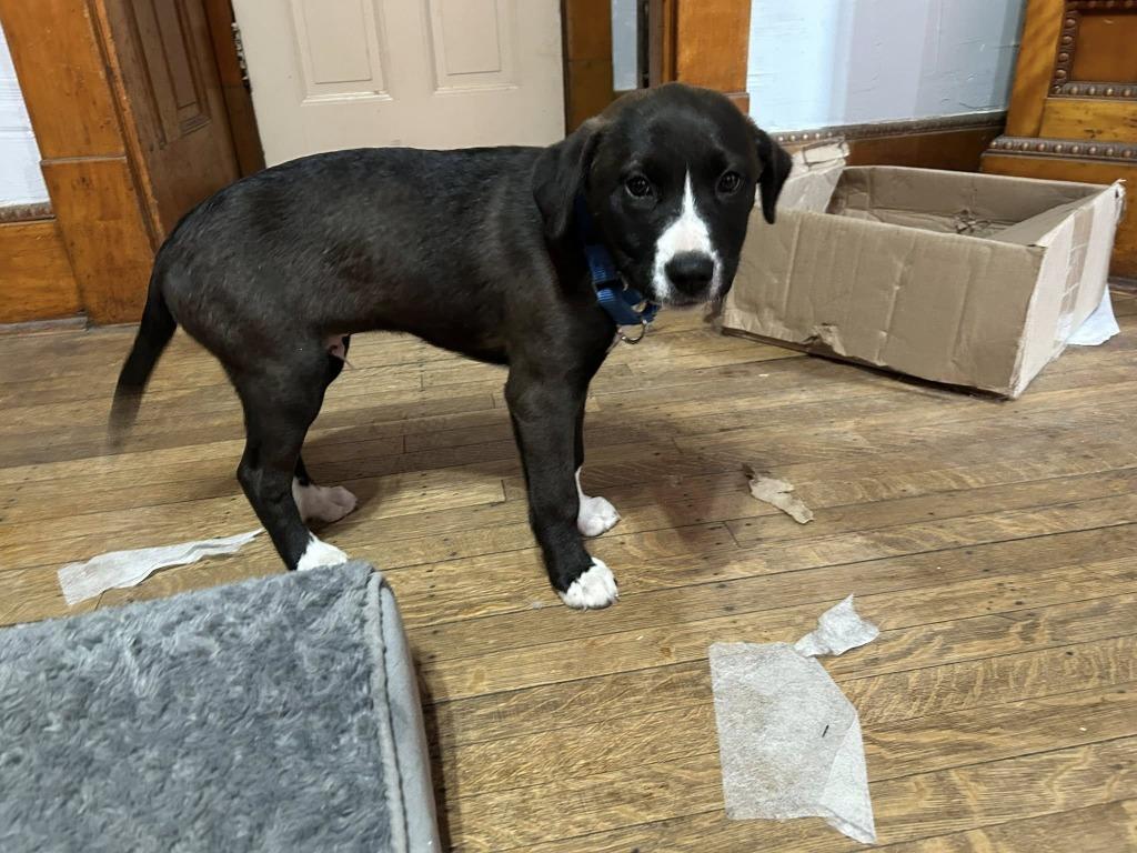 Buzz, a Adoptable mixed breed in Fond Du Lac, WI image 6/6