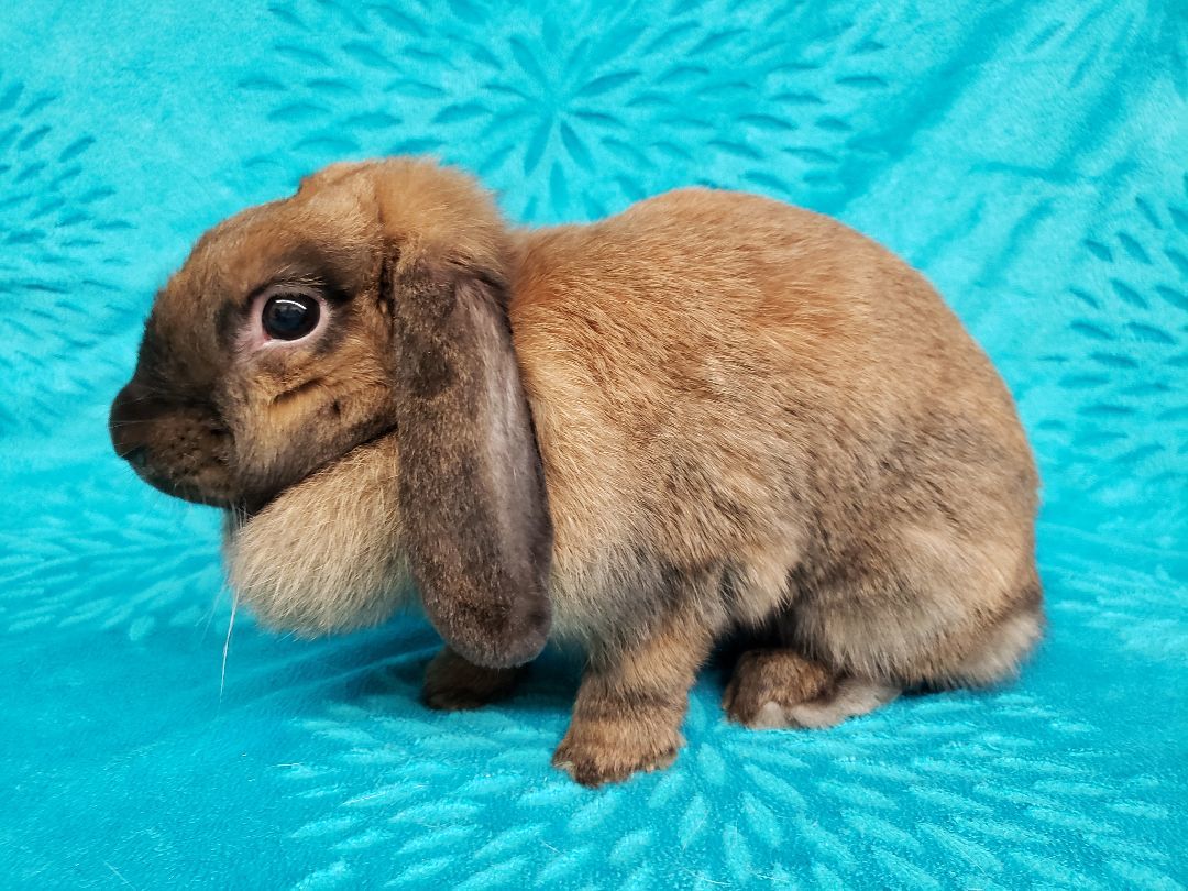 Flops, Adoptable, Adult Female Lop Eared.