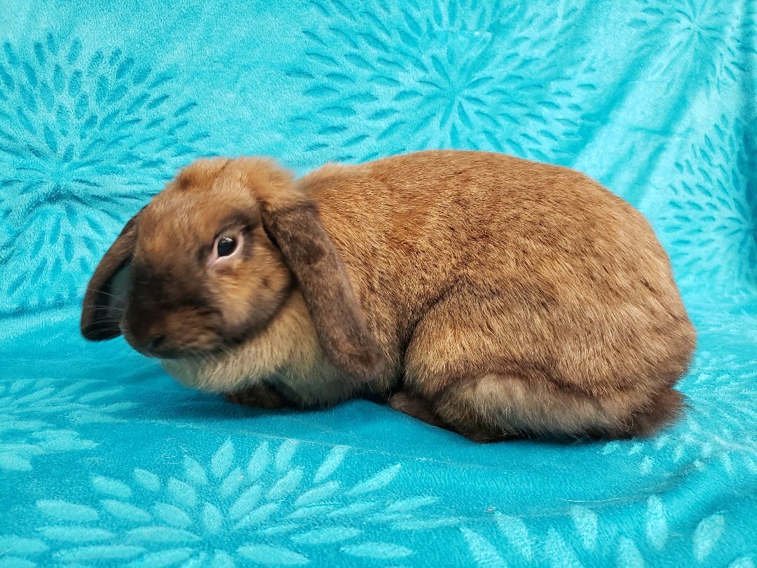 Flops, a Adoptable Lop Eared in Deerfield, WI image 3/4