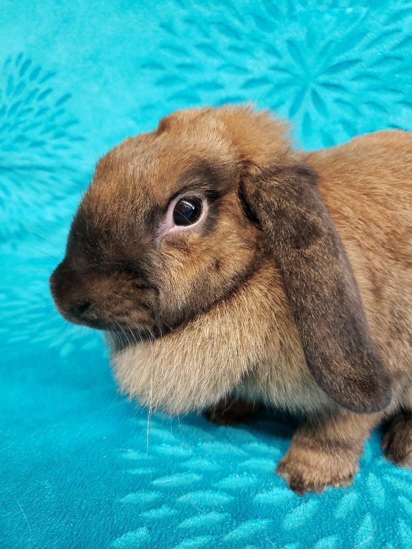 Flops, a Adoptable Lop Eared in Deerfield, WI image 4/4