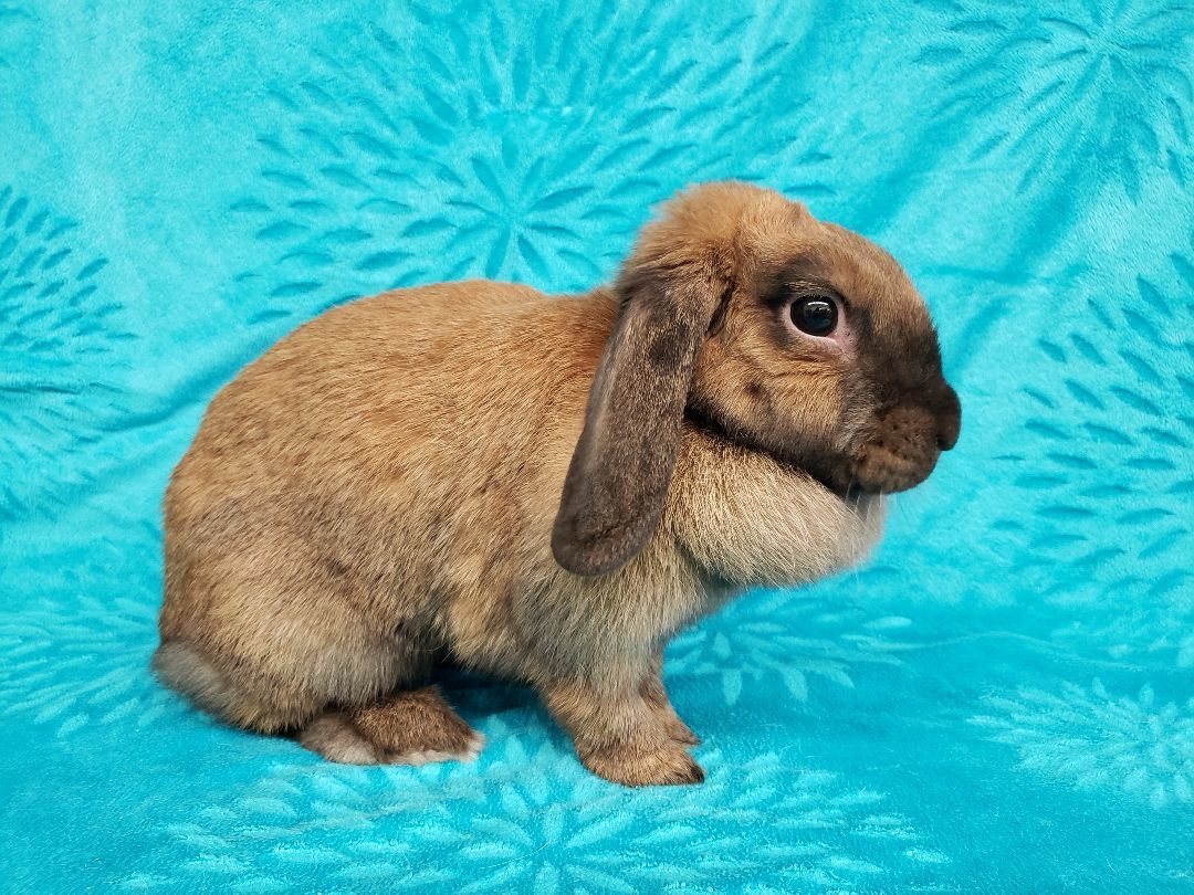 Flops, a Adoptable Lop Eared in Deerfield, WI image 1/4