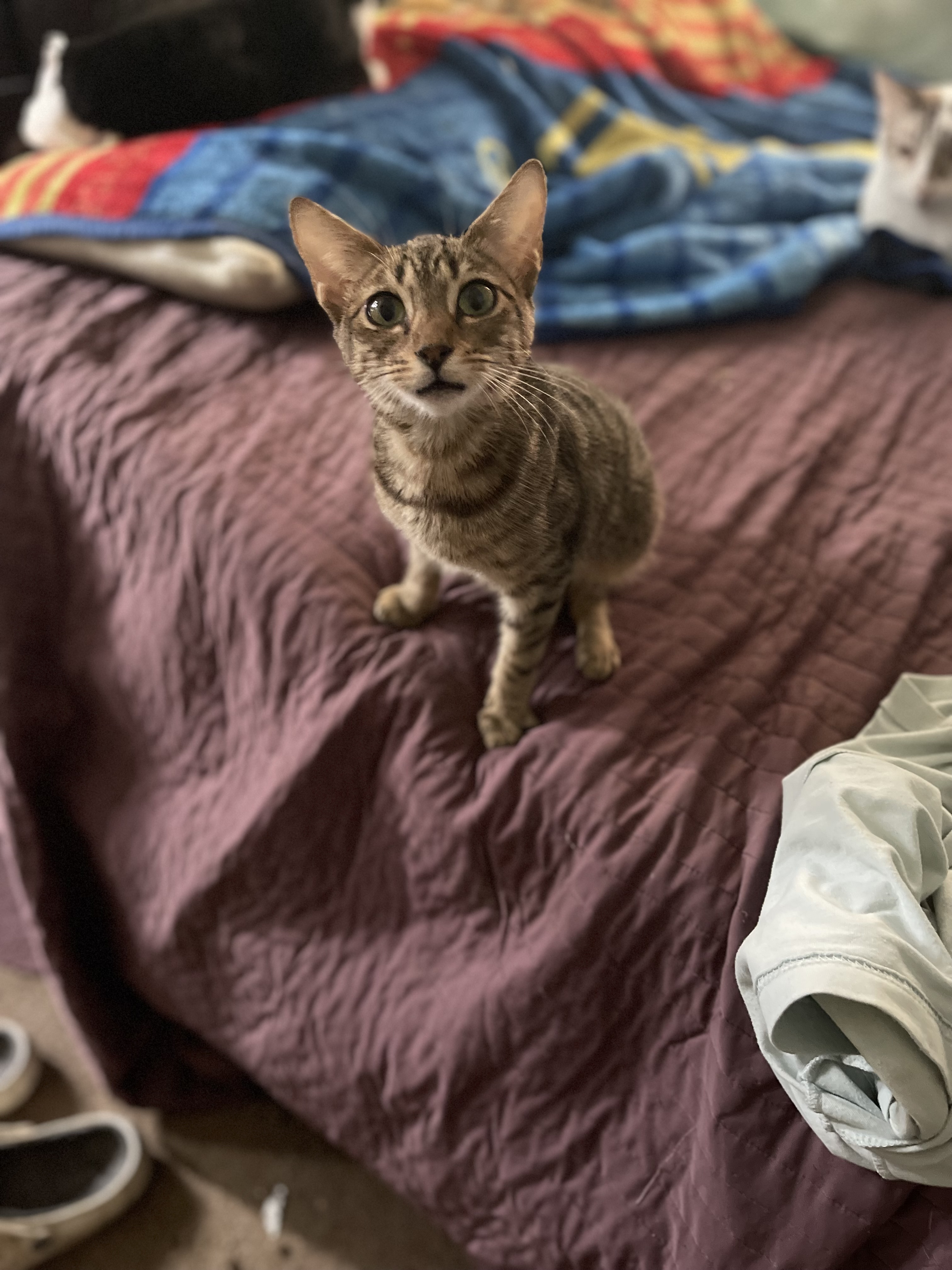 Leia, a Adoptable Manx in Bell Gardens, CA image 5/6