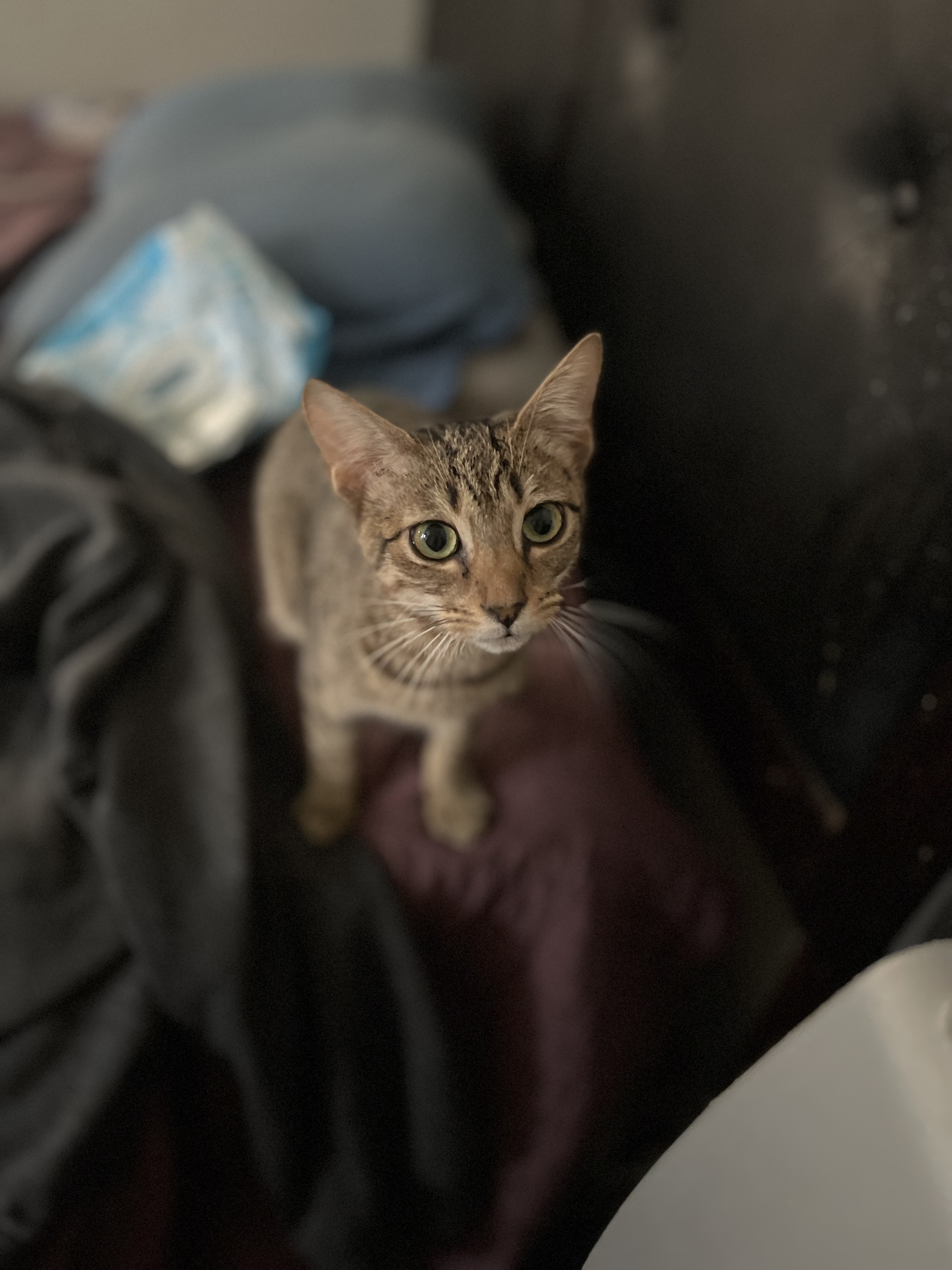 Leia, a Adoptable Manx in Bell Gardens, CA image 3/6