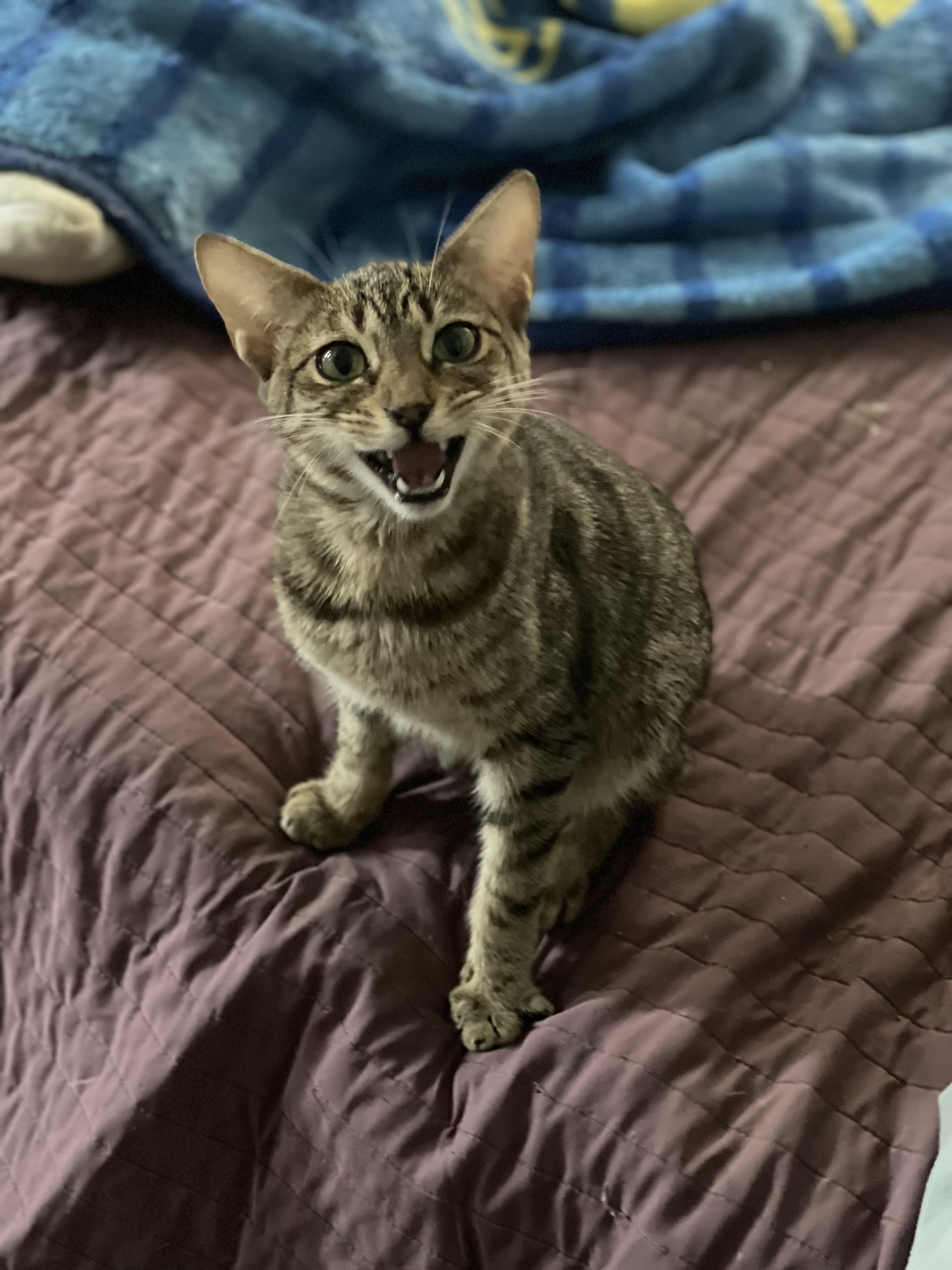 Leia, a Adoptable Manx in Bell Gardens, CA image 4/6