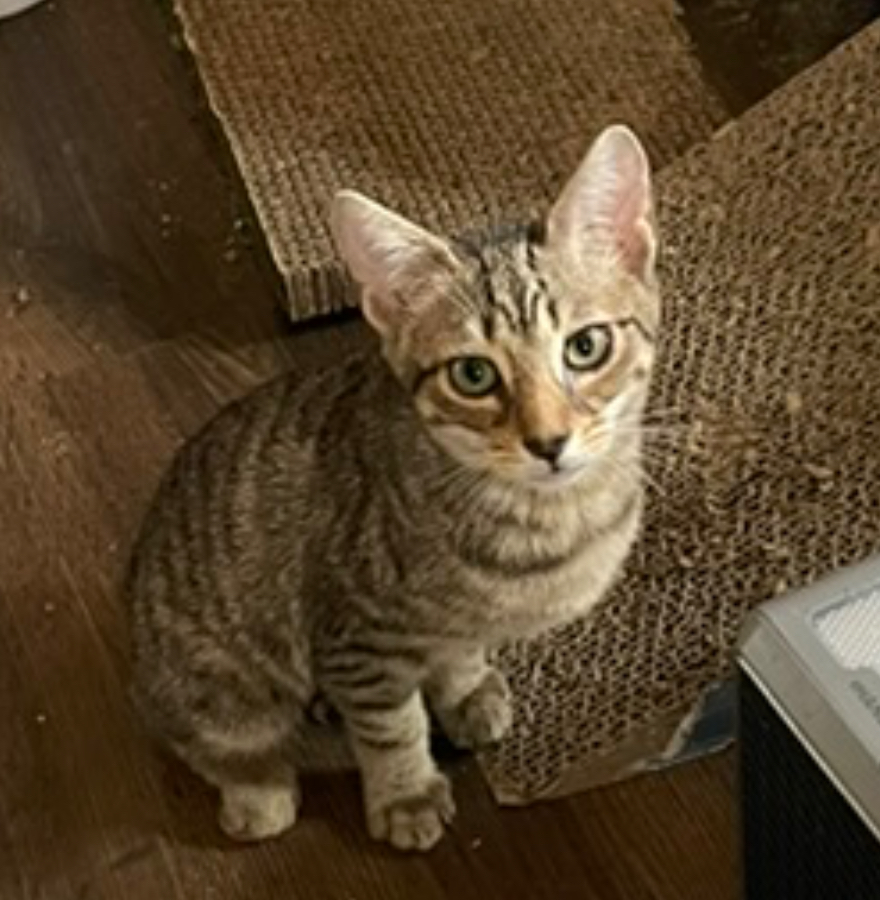 Leia, a Adoptable Manx in Bell Gardens, CA image 1/6