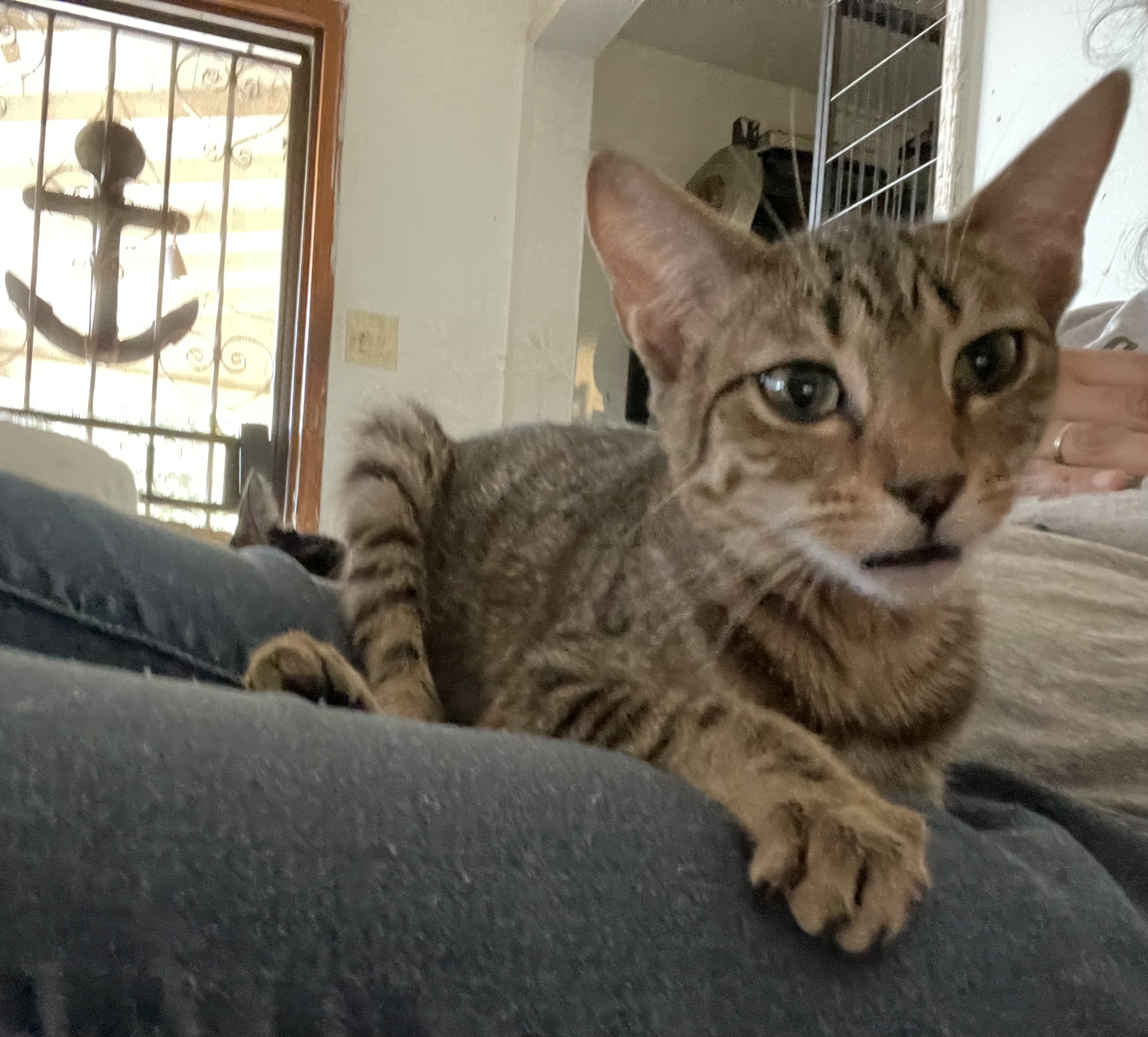 Leia, a Adoptable Manx in Bell Gardens, CA image 6/6