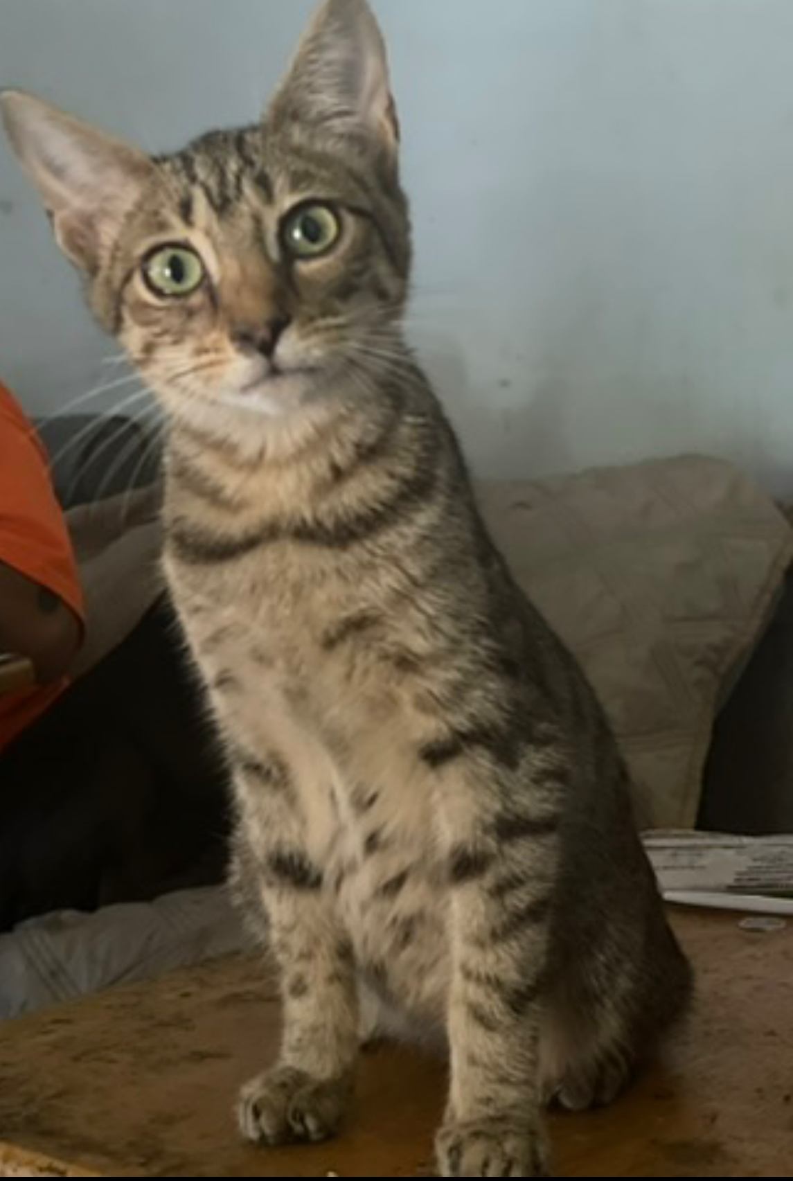 Leia, a Adoptable Manx in Bell Gardens, CA image 2/6