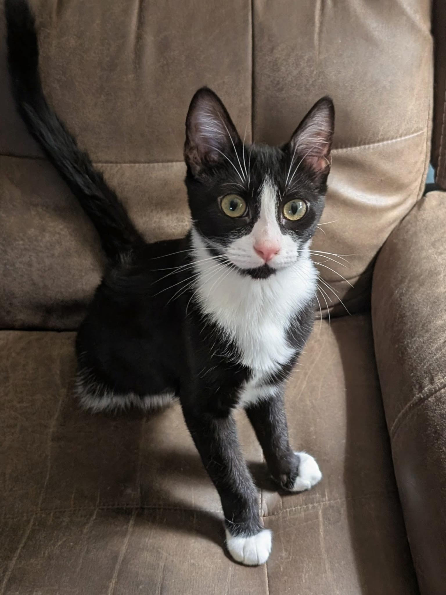 Enlarge Pete, a Adoptable Tuxedo in Chico, CA image 1/1