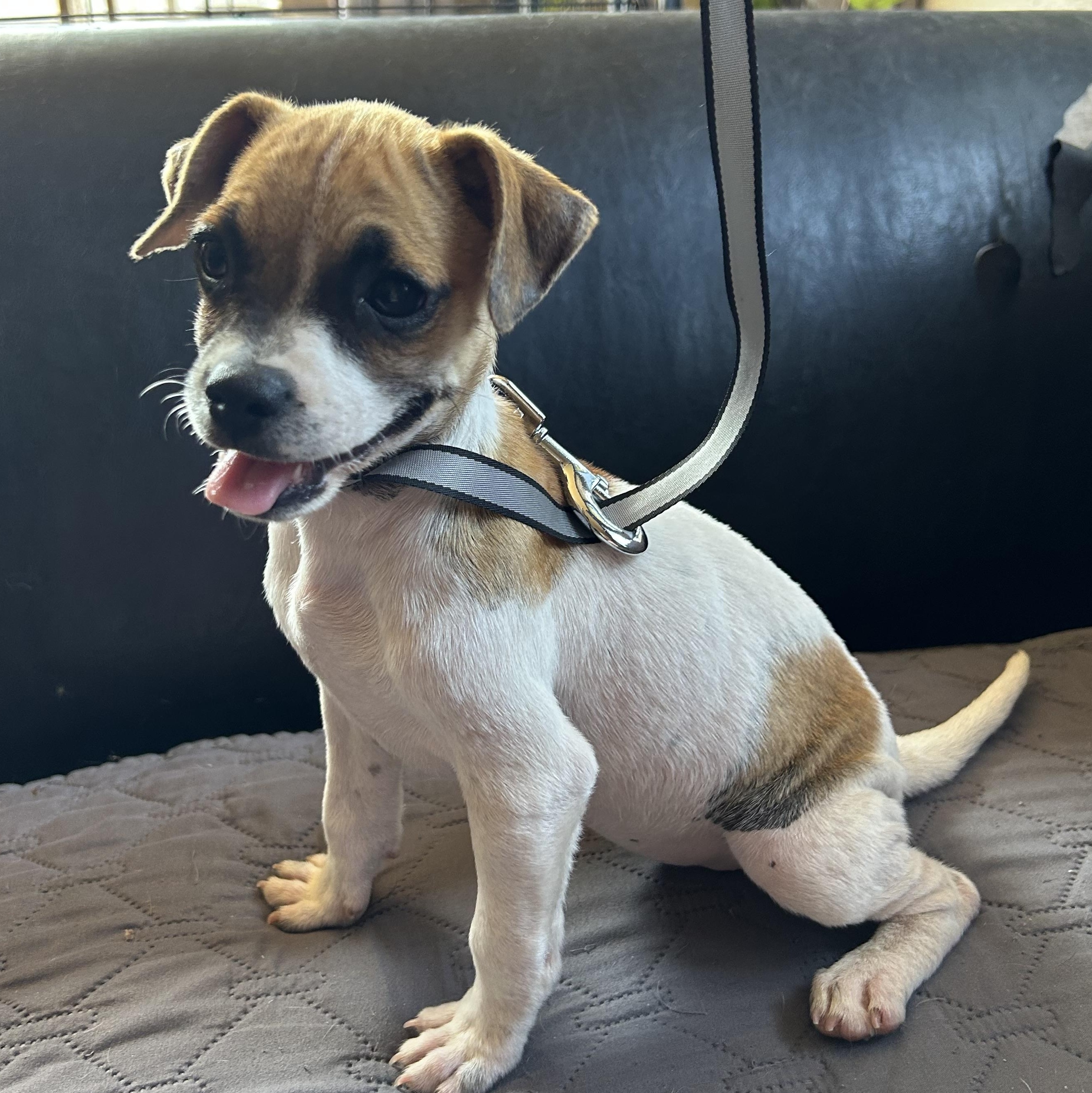 Nikky, a Adoptable mixed breed in San Diego, CA image 2/6