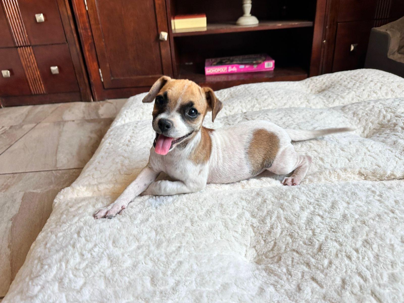 Nikky, a Adoptable mixed breed in San Diego, CA image 6/6