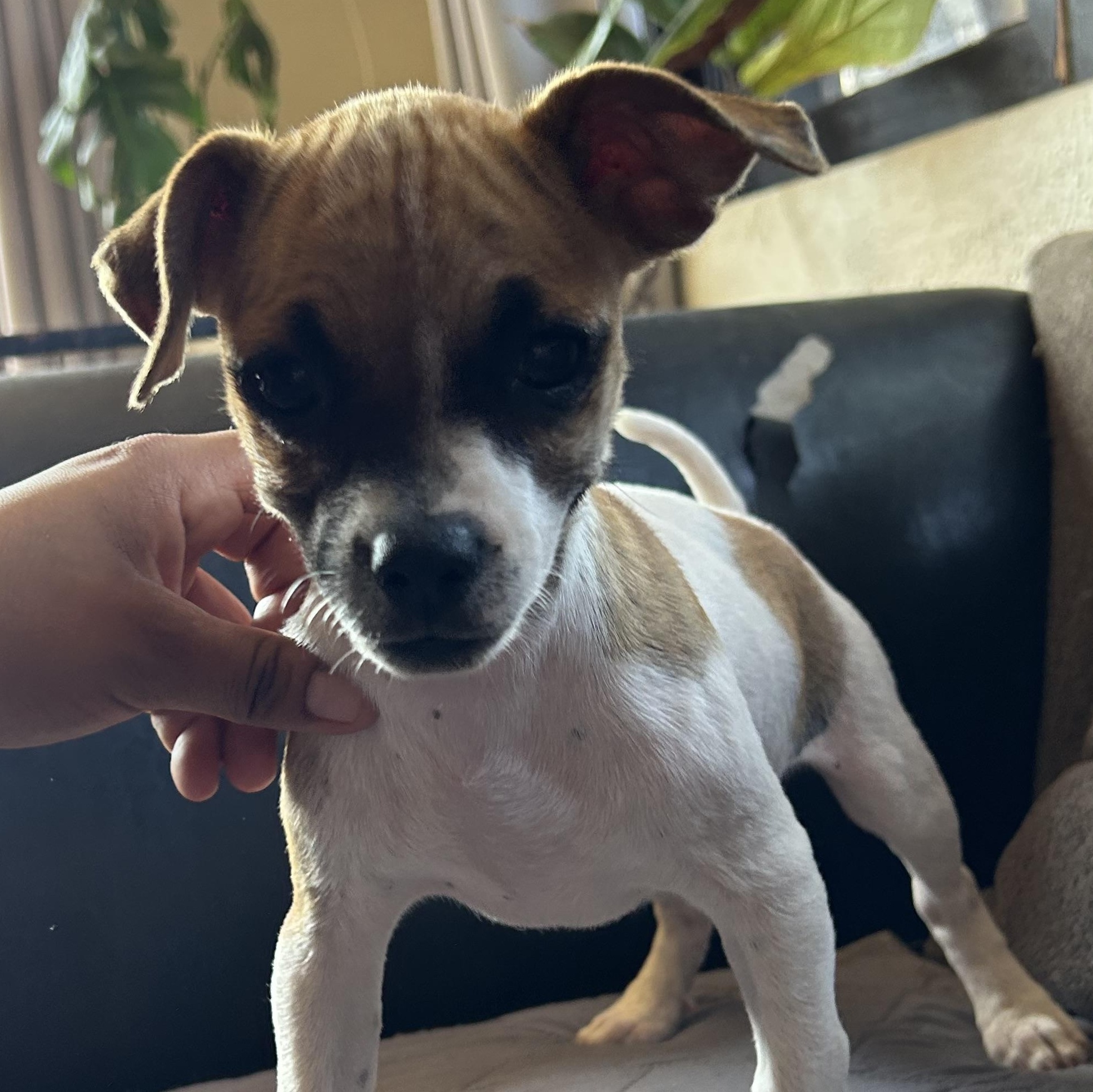 Nikky, a Adoptable mixed breed in San Diego, CA image 4/6