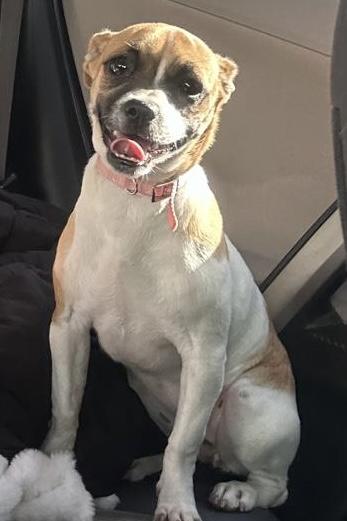 Nikky, Adoptable, Puppy Female Chihuahua.