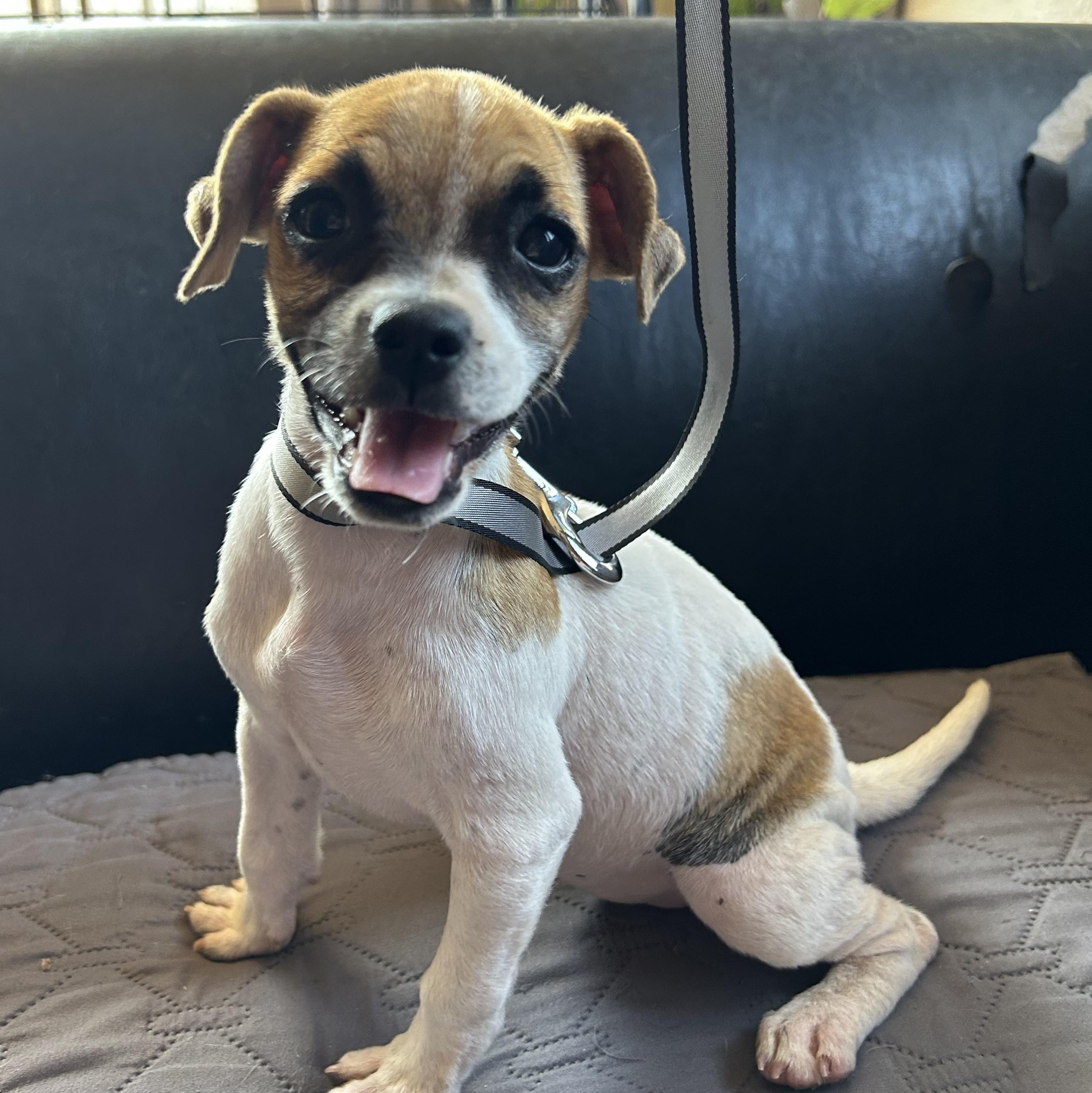 Nikky, a Adoptable mixed breed in San Diego, CA image 5/6