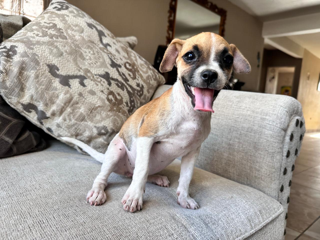 Nikky, Adoptable, Puppy Female Chihuahua.