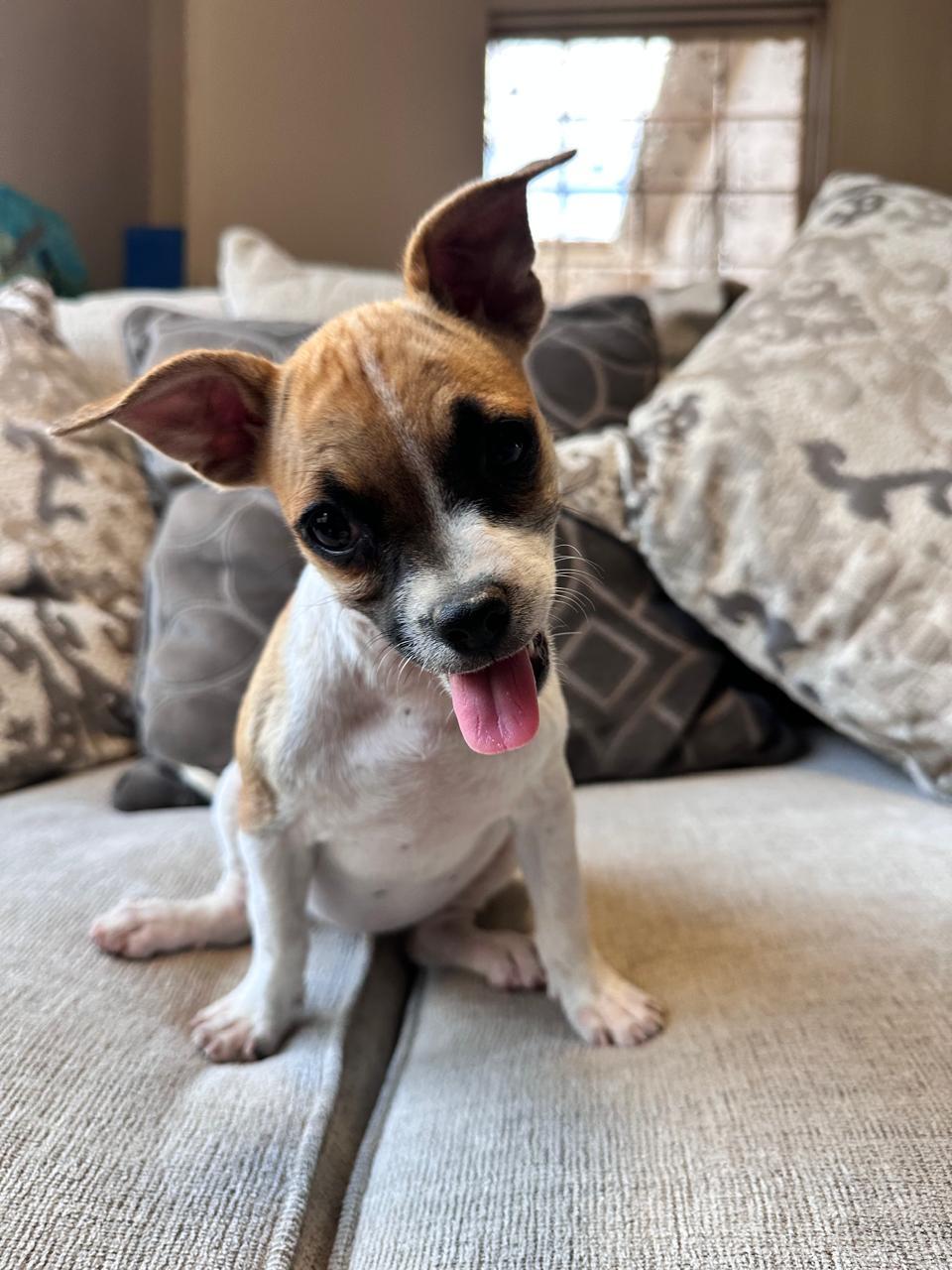 Nikky, a Adoptable mixed breed in San Diego, CA image 3/6