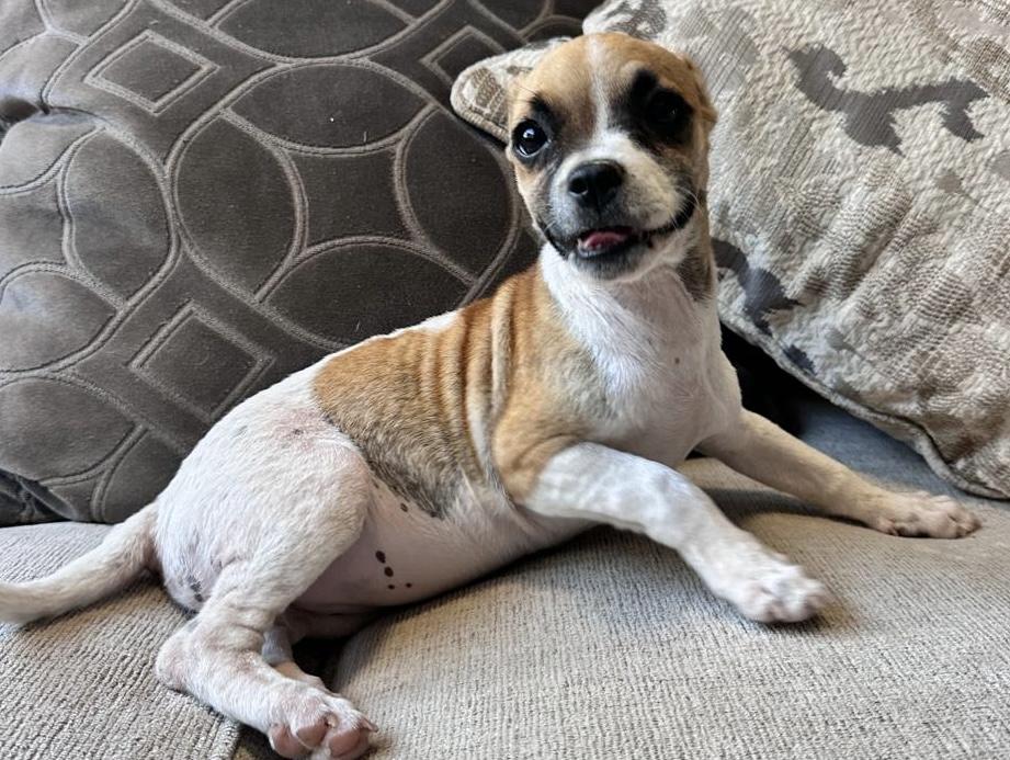 Nikky, Adoptable, Puppy Female Chihuahua.