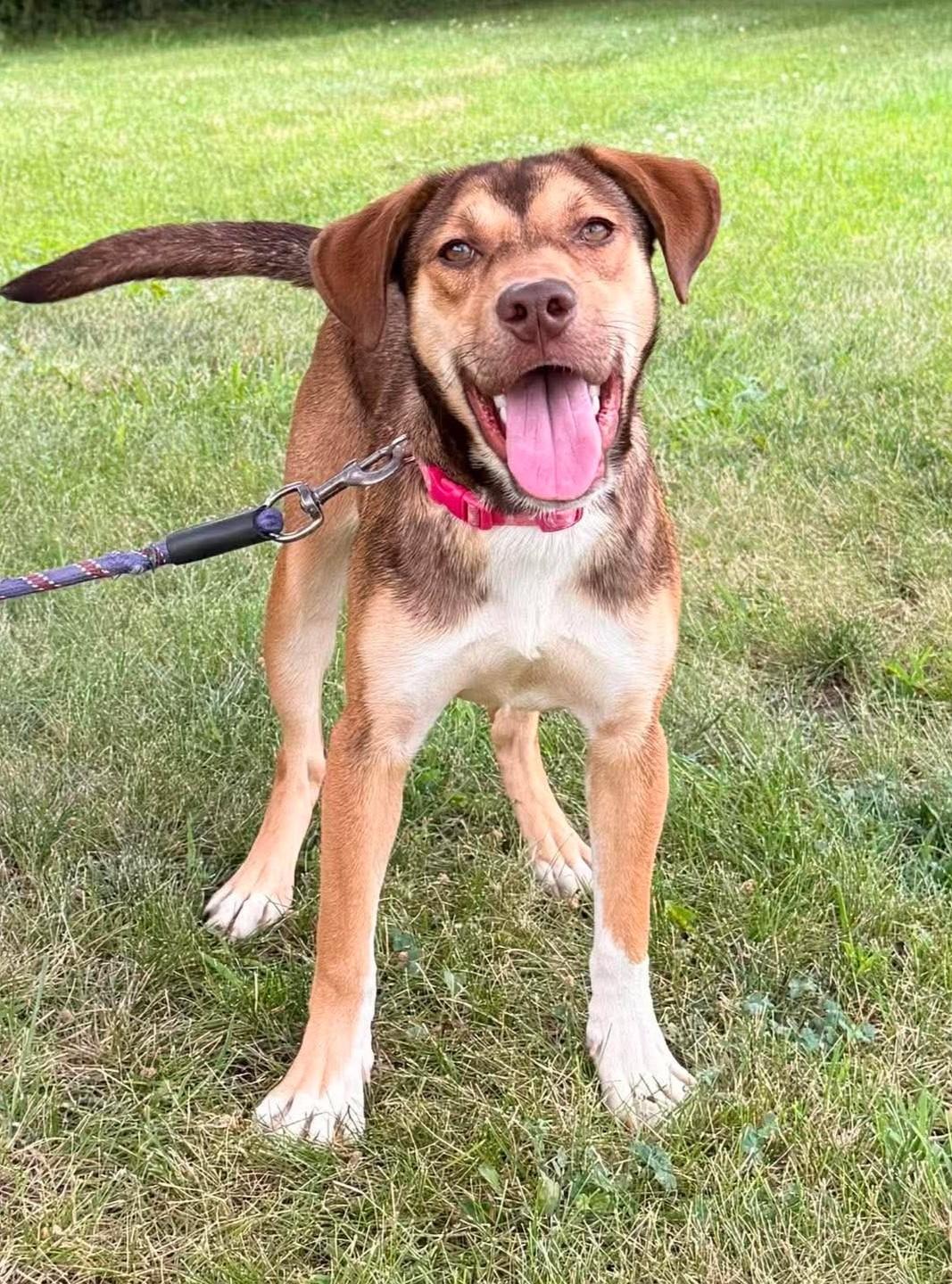 Enlarge Cleo, a Adoptable mixed breed in Maryville, MO image 3/5