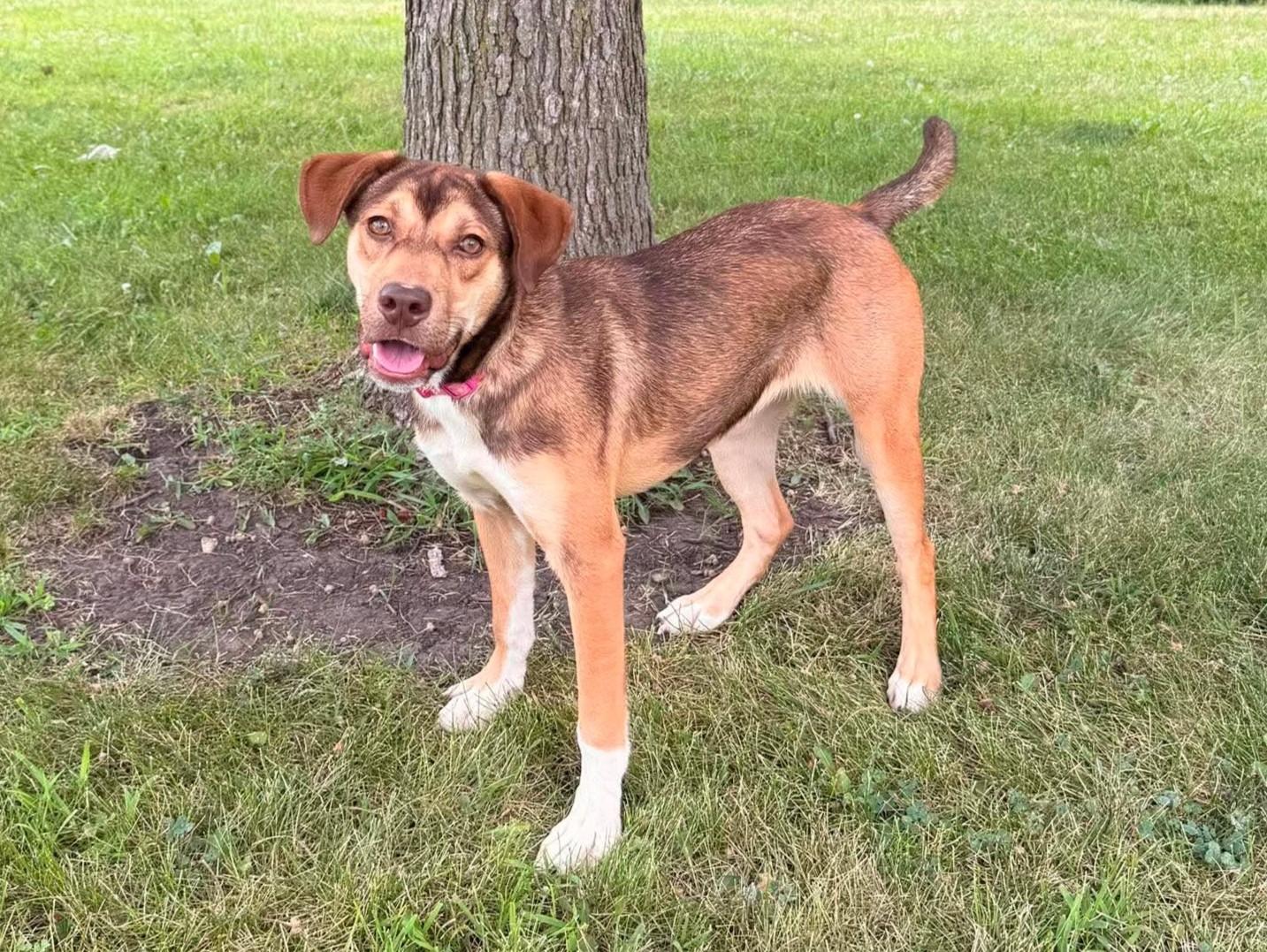 Enlarge Cleo, a Adoptable mixed breed in Maryville, MO image 4/5