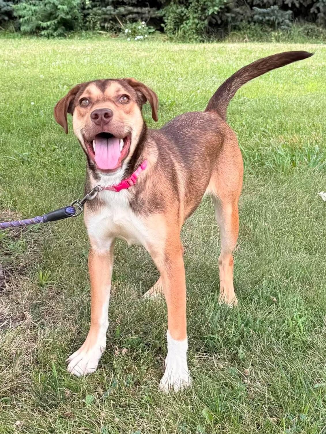 Enlarge Cleo, a Adoptable mixed breed in Maryville, MO image 2/5