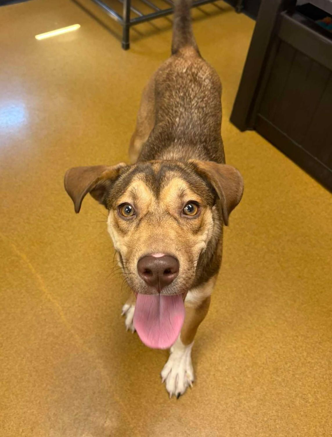 Enlarge Cleo, a Adoptable mixed breed in Maryville, MO image 5/5