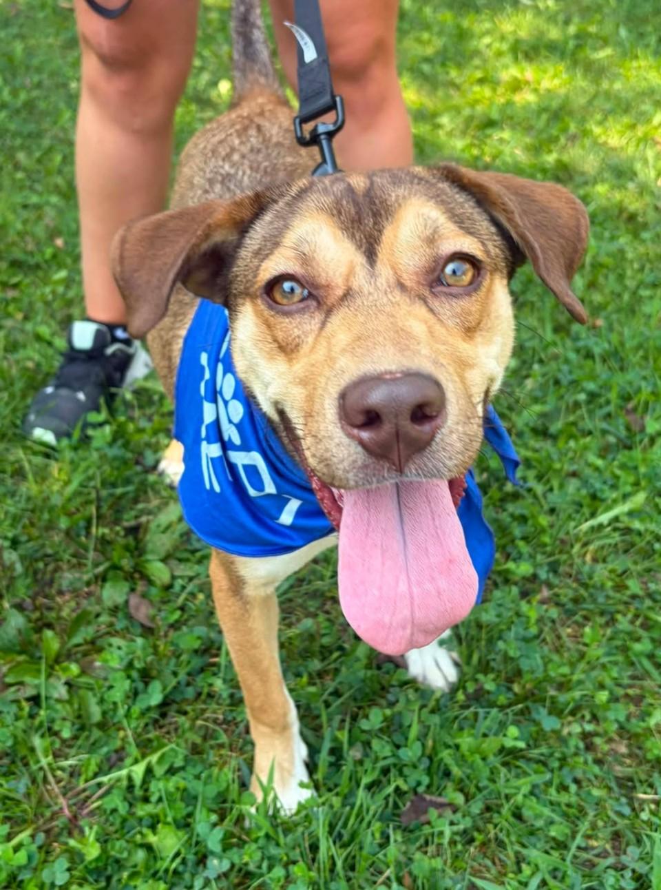 Cleo, Adoptable, Puppy Female Labrador Retriever & Husky.