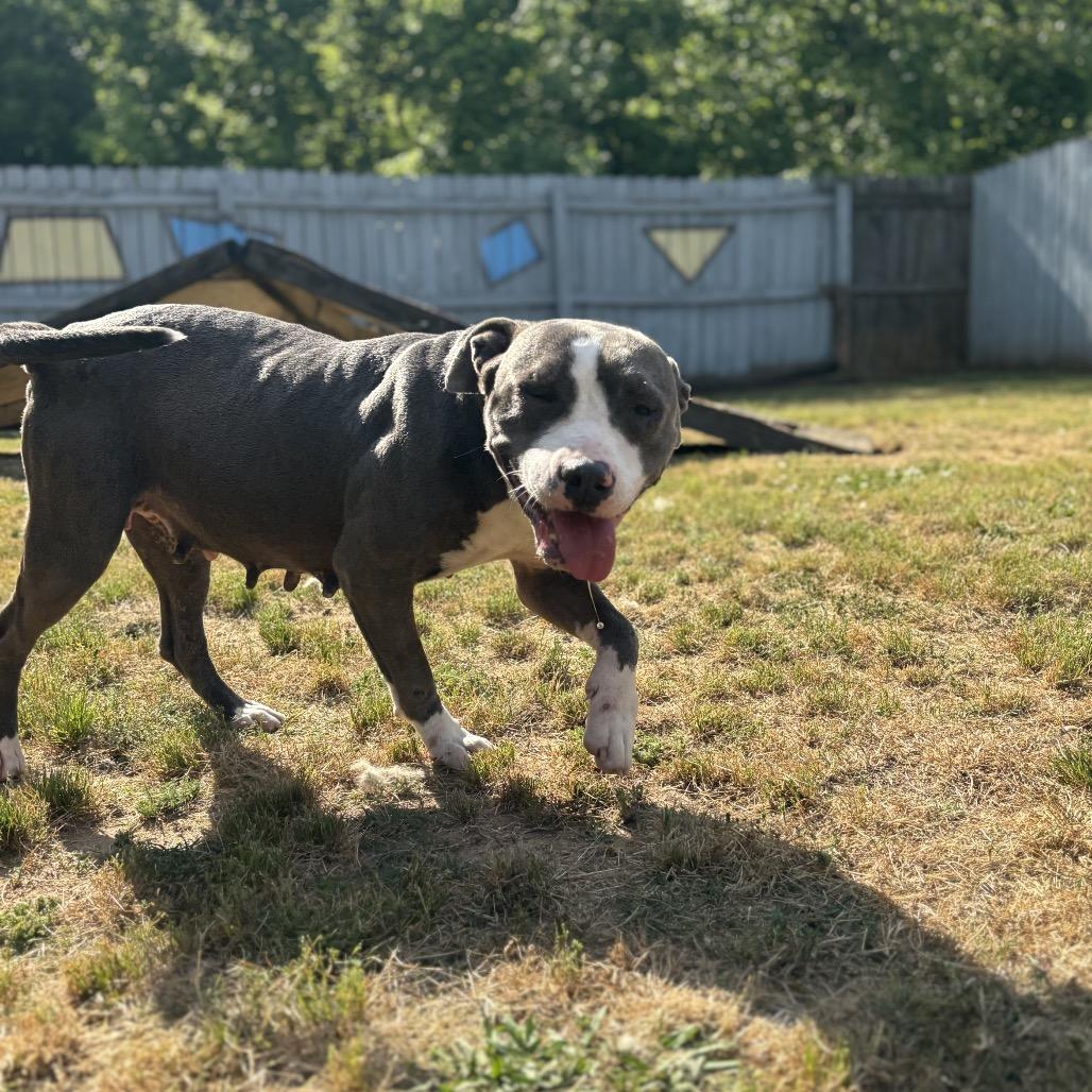 Cookie, Adoptable, Adult Female Pit Bull Terrier.