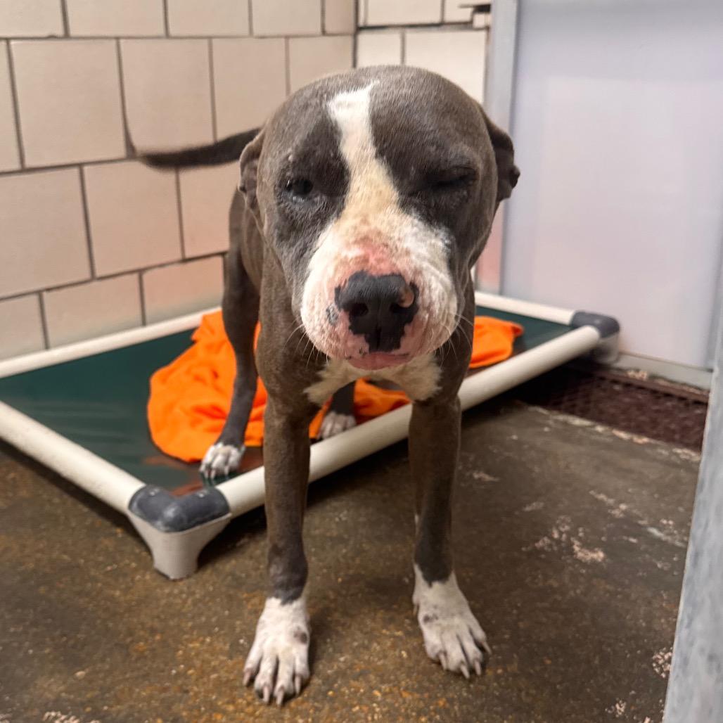 Enlarge Cookie, a Adoptable Pit Bull Terrier in Starkville, MS image 2/5