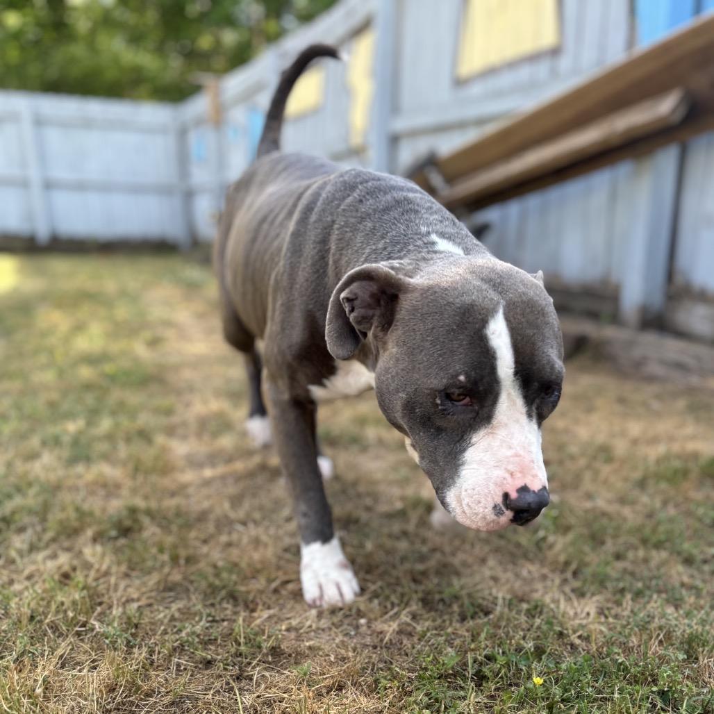 Enlarge Cookie, a Adoptable Pit Bull Terrier in Starkville, MS image 3/5