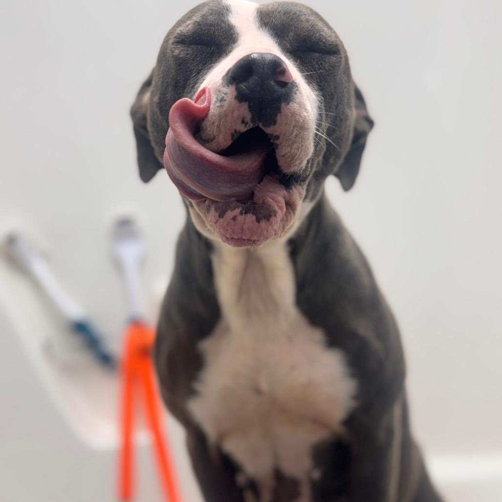 Enlarge Cookie, a Adoptable Pit Bull Terrier in Starkville, MS image 4/5