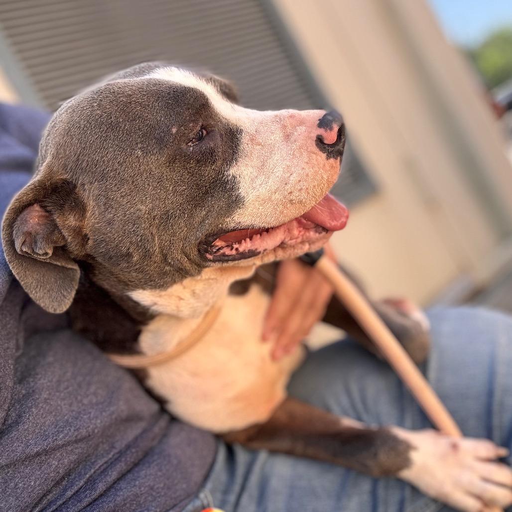 Enlarge Cookie, a Adoptable Pit Bull Terrier in Starkville, MS image 5/5