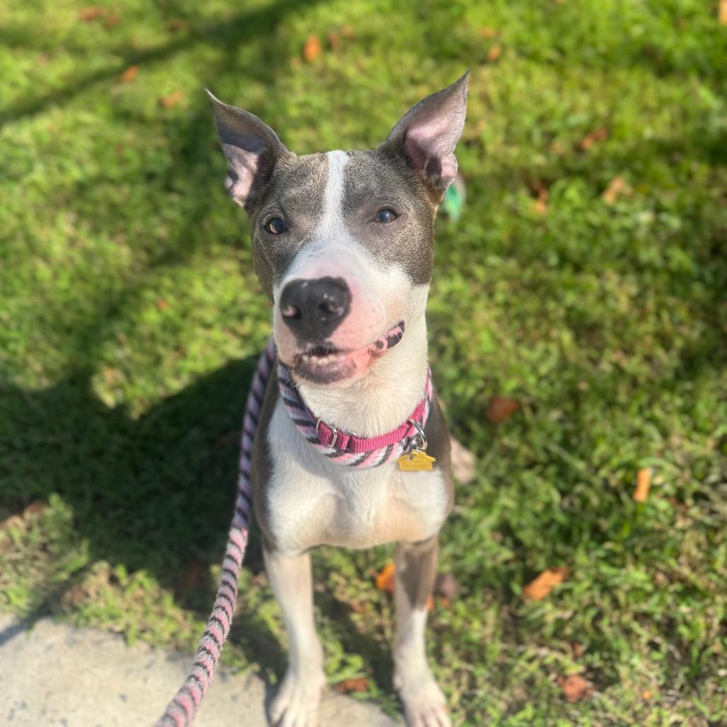Heartbreaker, Adopted, Young Male Mixed Breed.