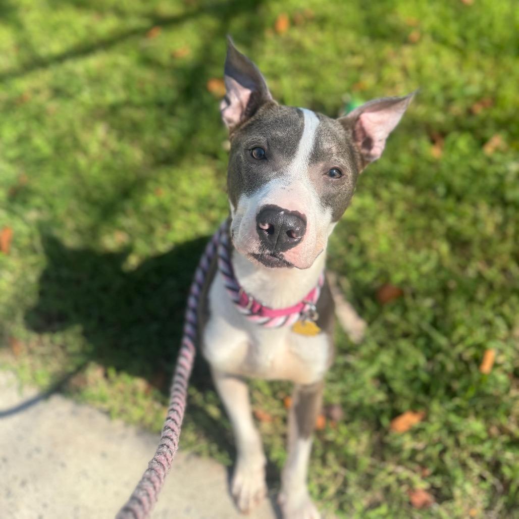 Enlarge Heartbreaker, a Adopted Mixed Breed in Jersey City, NJ image 2/6