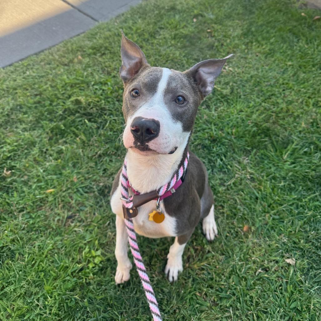 Enlarge Heartbreaker, a Adopted Mixed Breed in Jersey City, NJ image 3/6